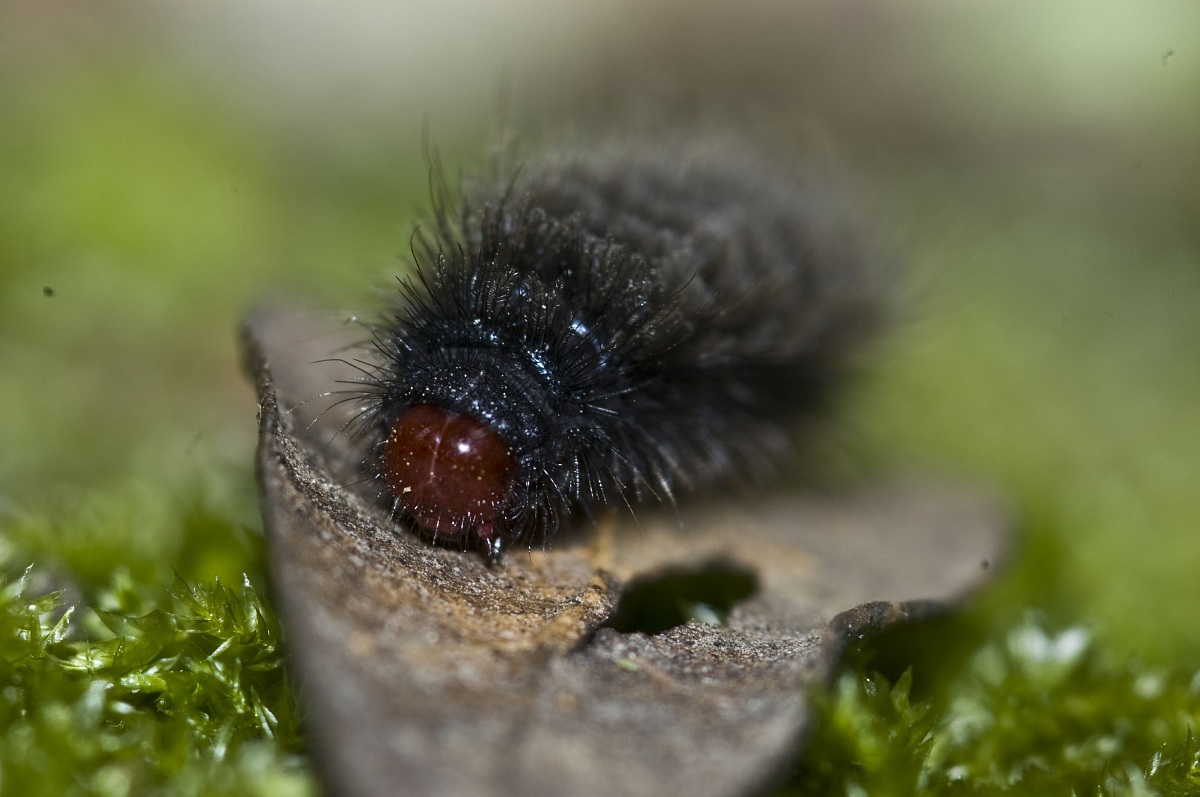 Caterpillar 3