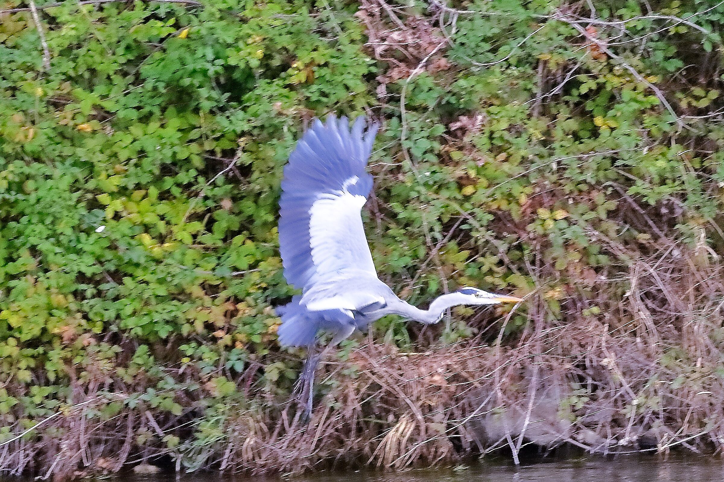Cenerino 12 novembre 2022