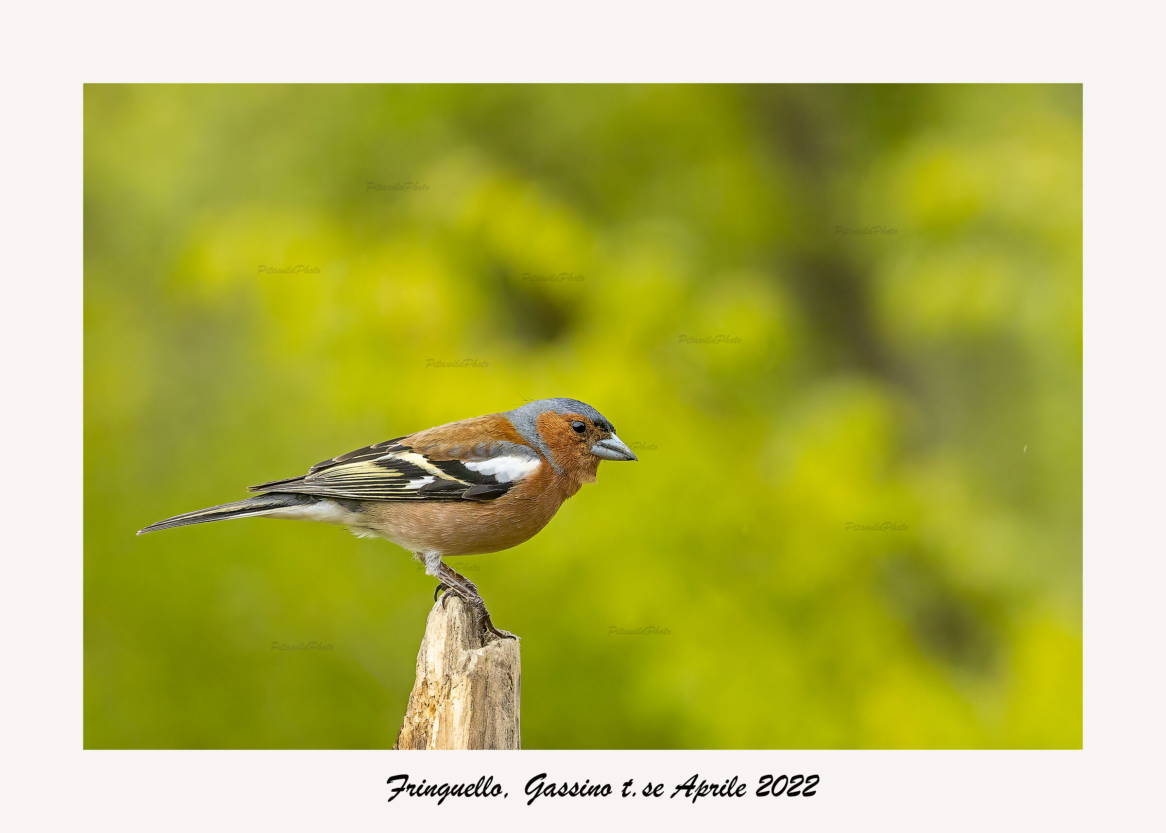Chaffinch