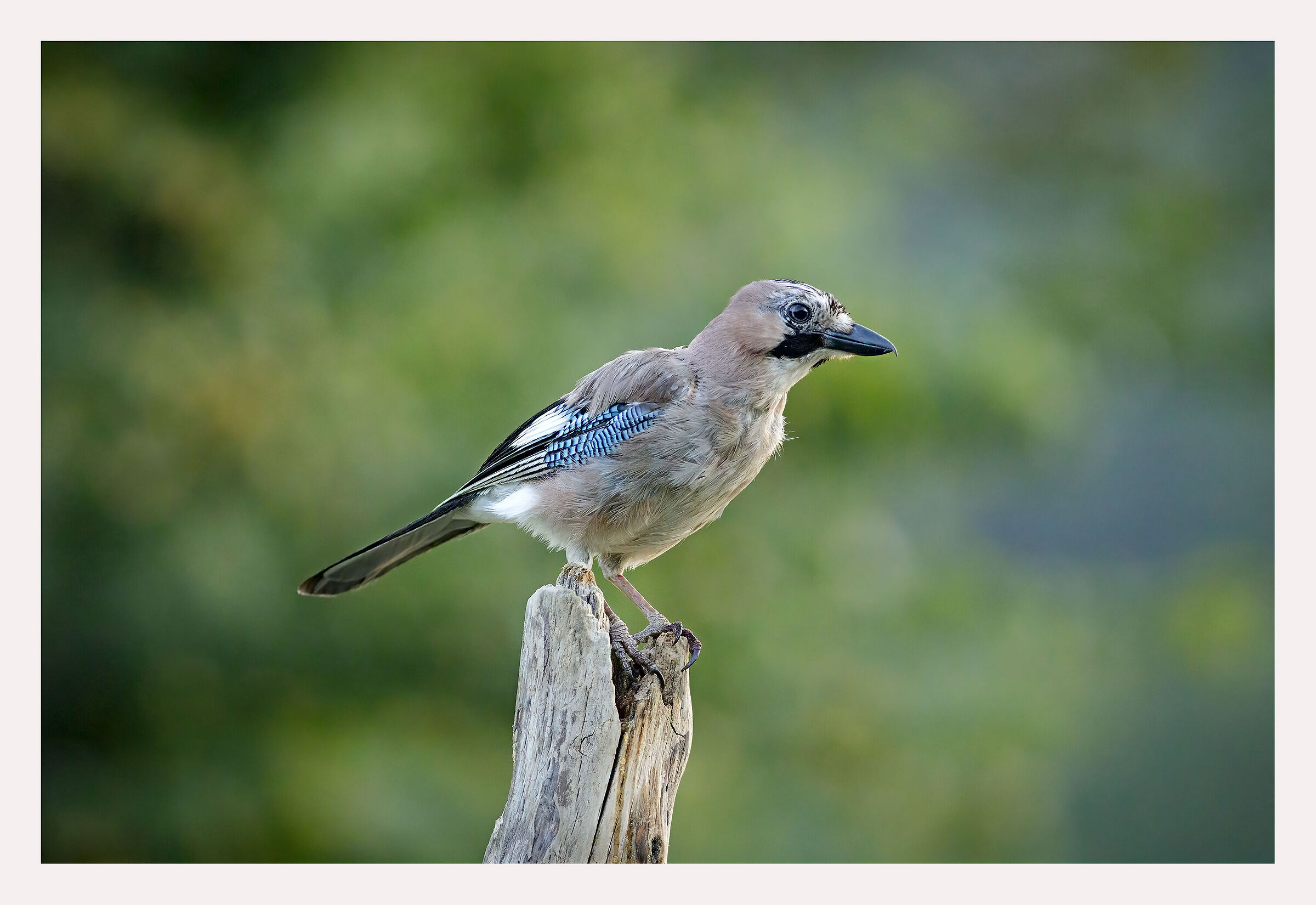Jay posing