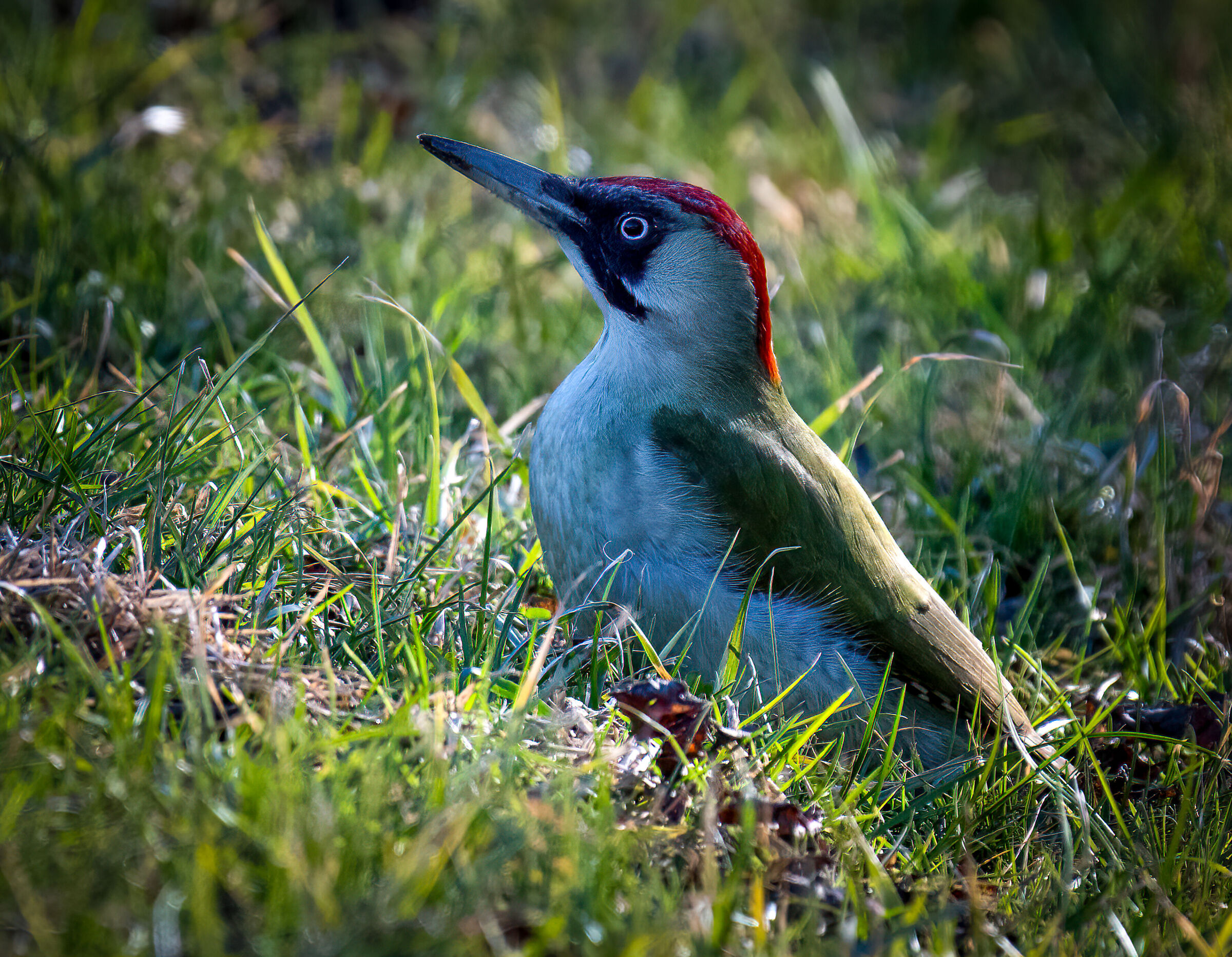 Picchio verde sull'attenti