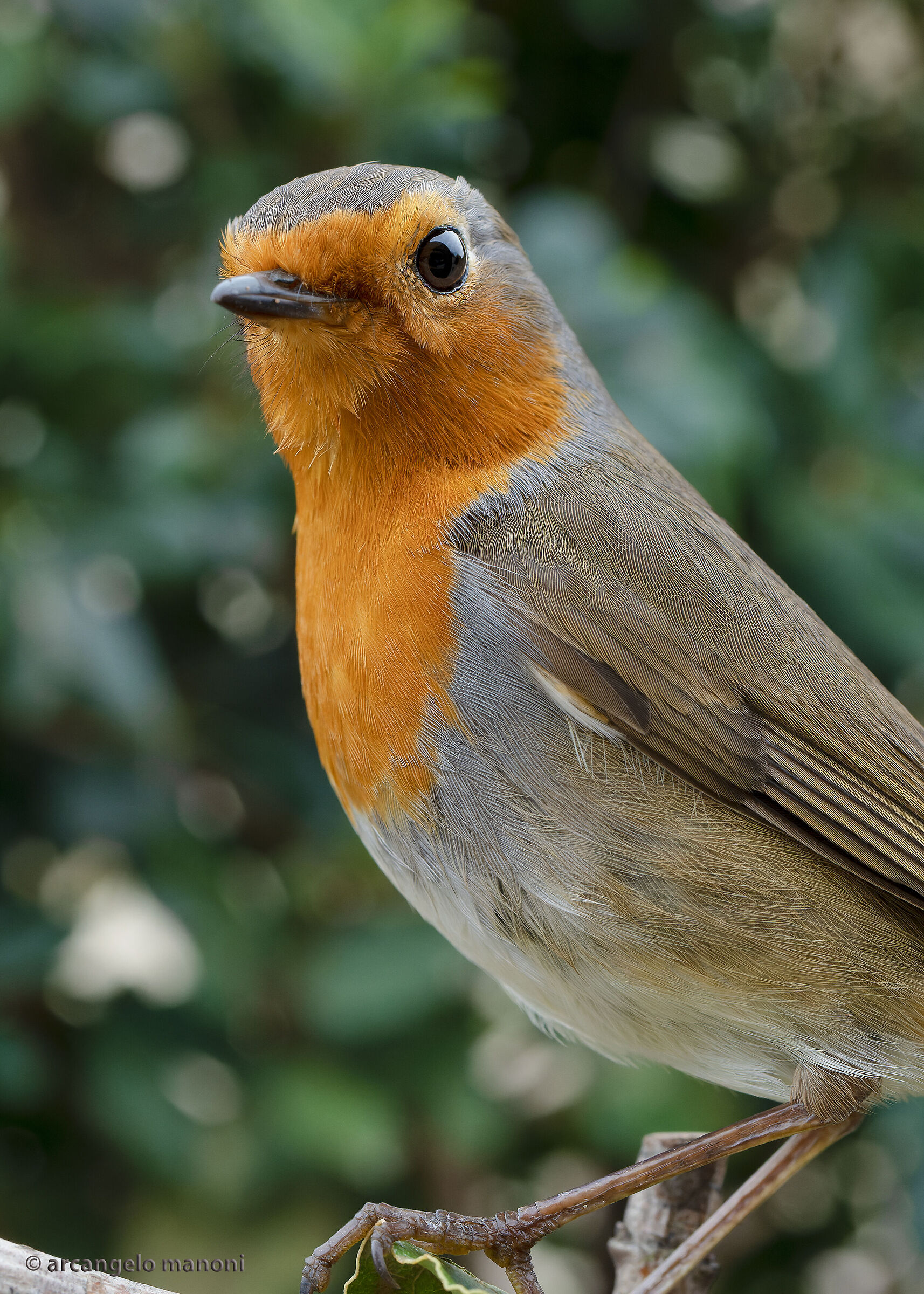 At 15 centimeters away with the 50 macro there is Robin