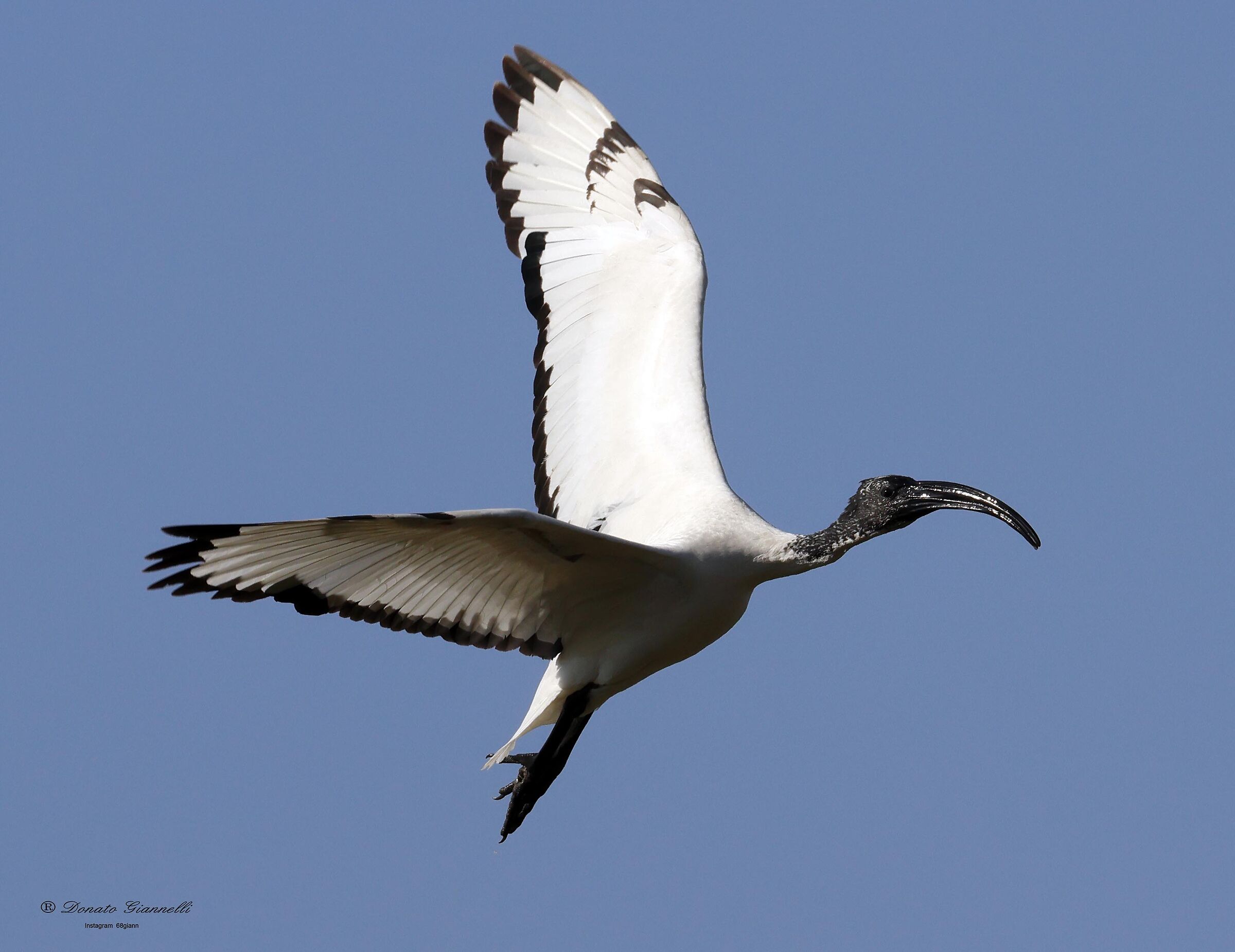 Sacred ibis
