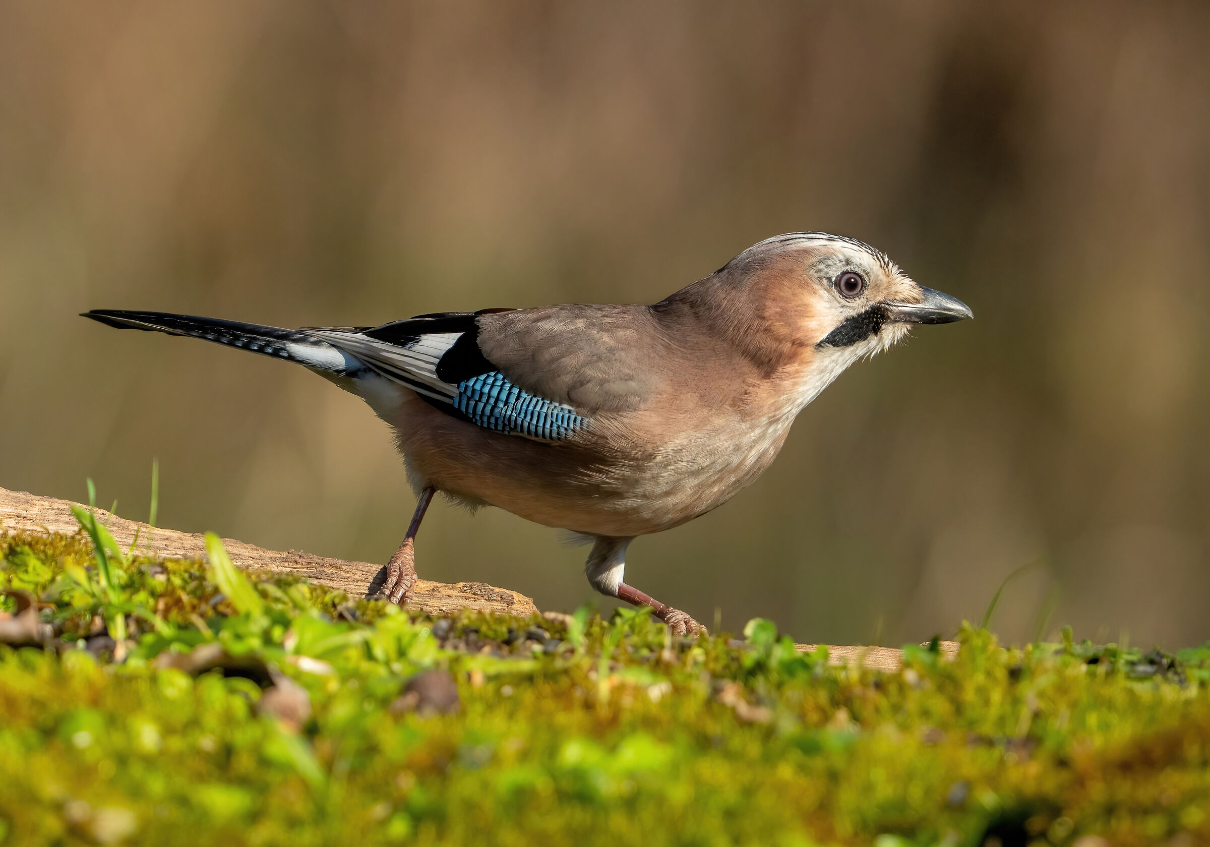 Ghiandaia (Garrulus glandarius)