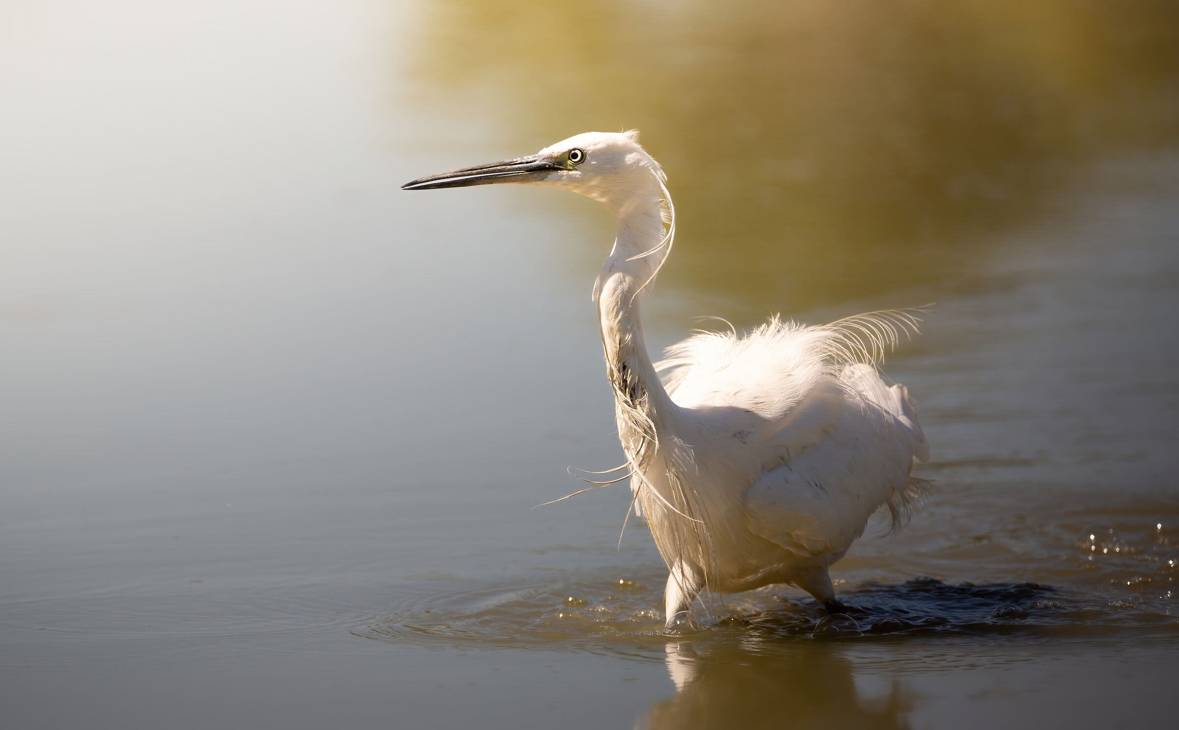 Egret on the hunt
