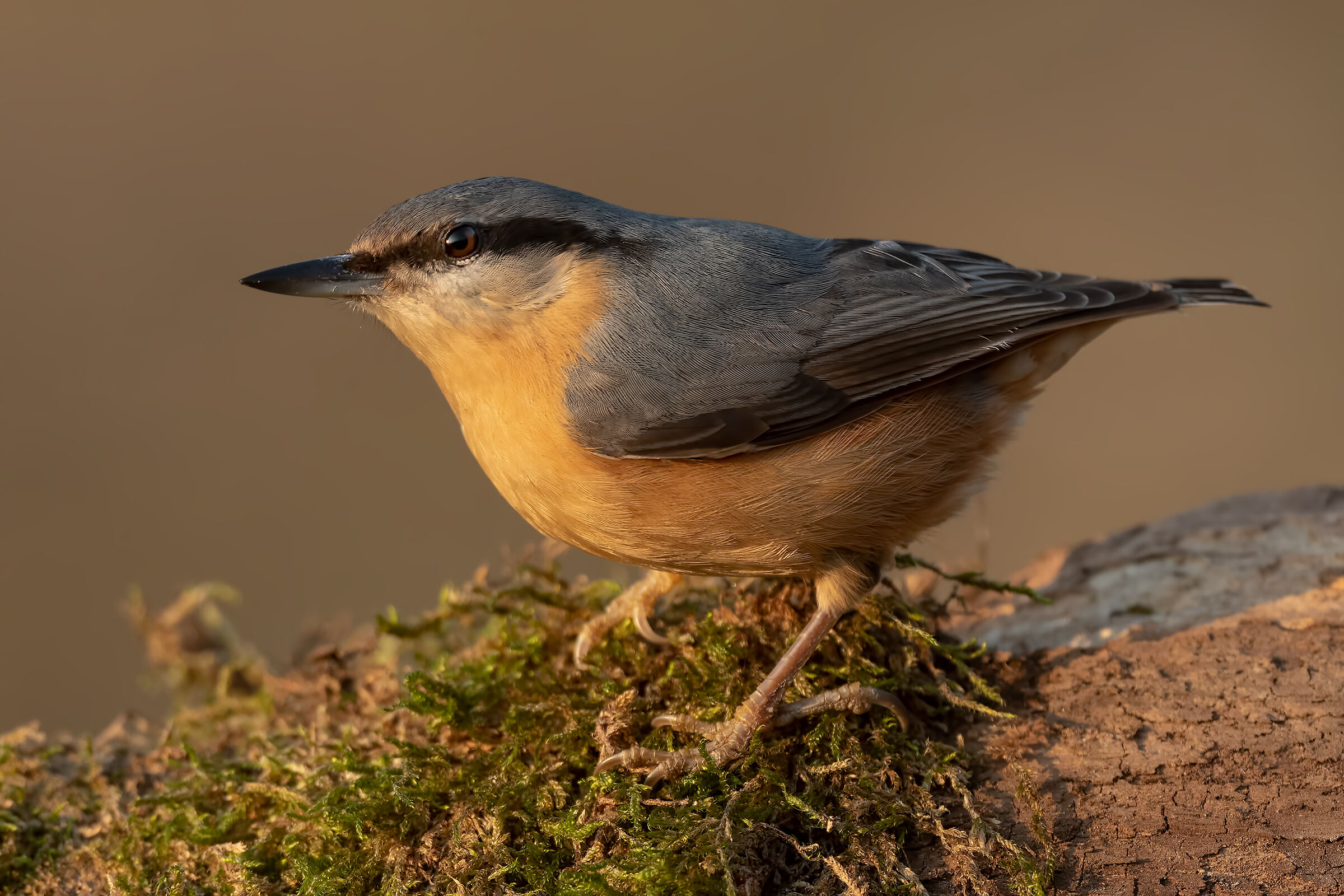 Wood nuthatch