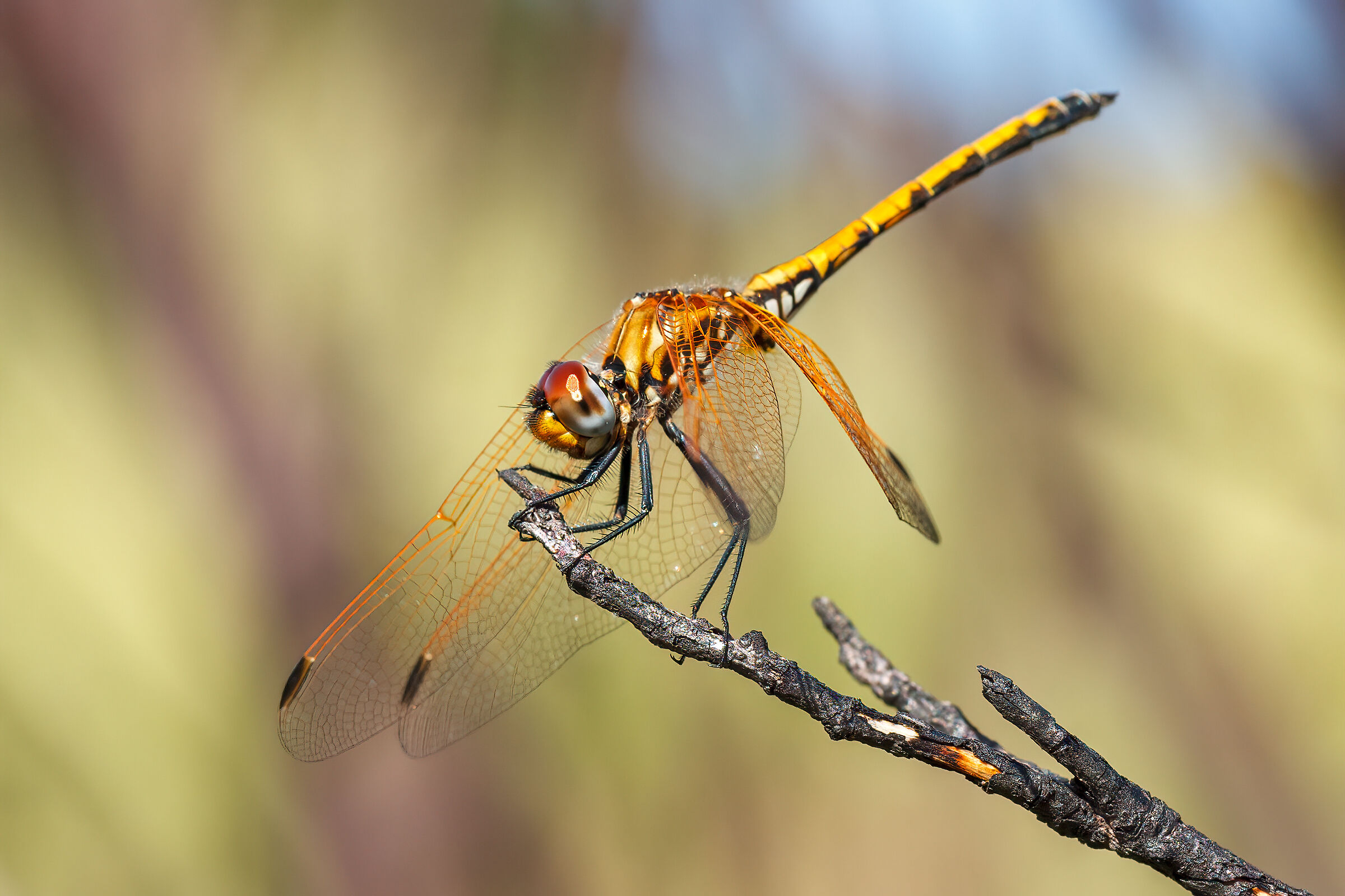 Dragonfly (2023)