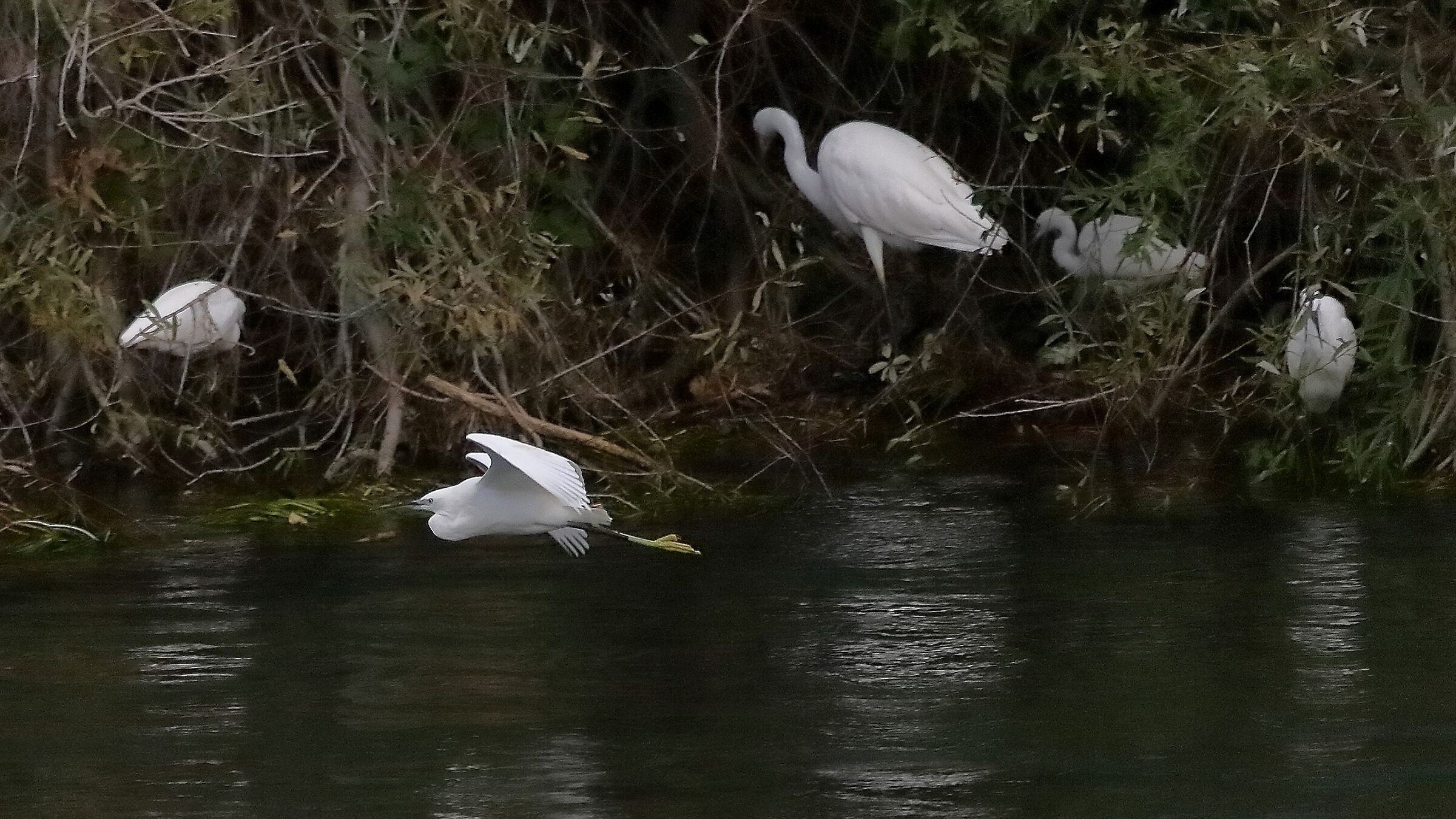 garzetta 12 novembre 2022