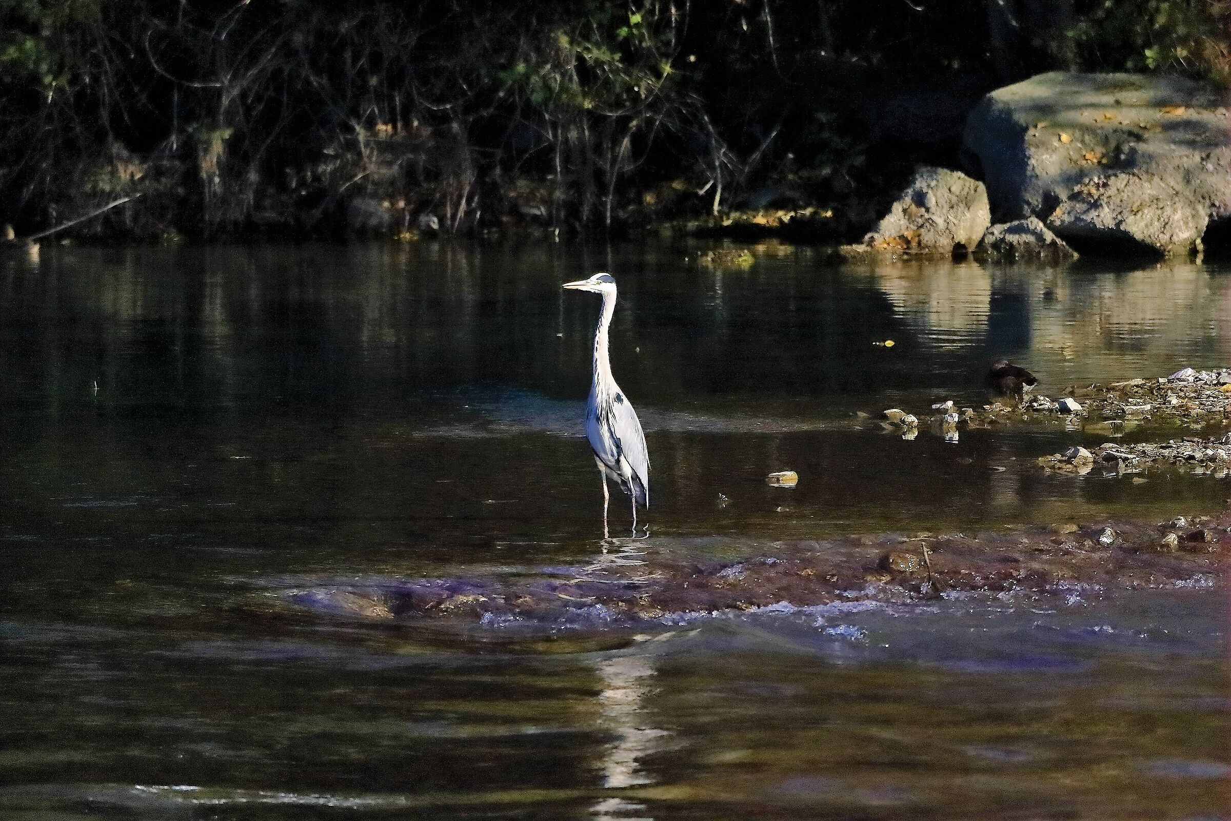 Cenerino 20 novembre 2022
