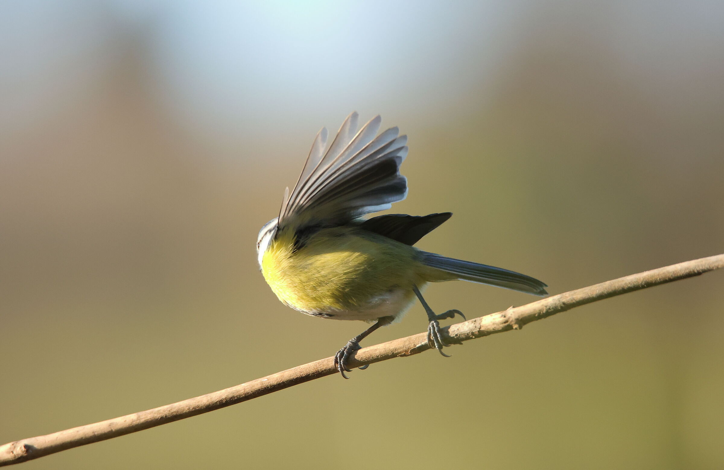 The dance of the.. 3