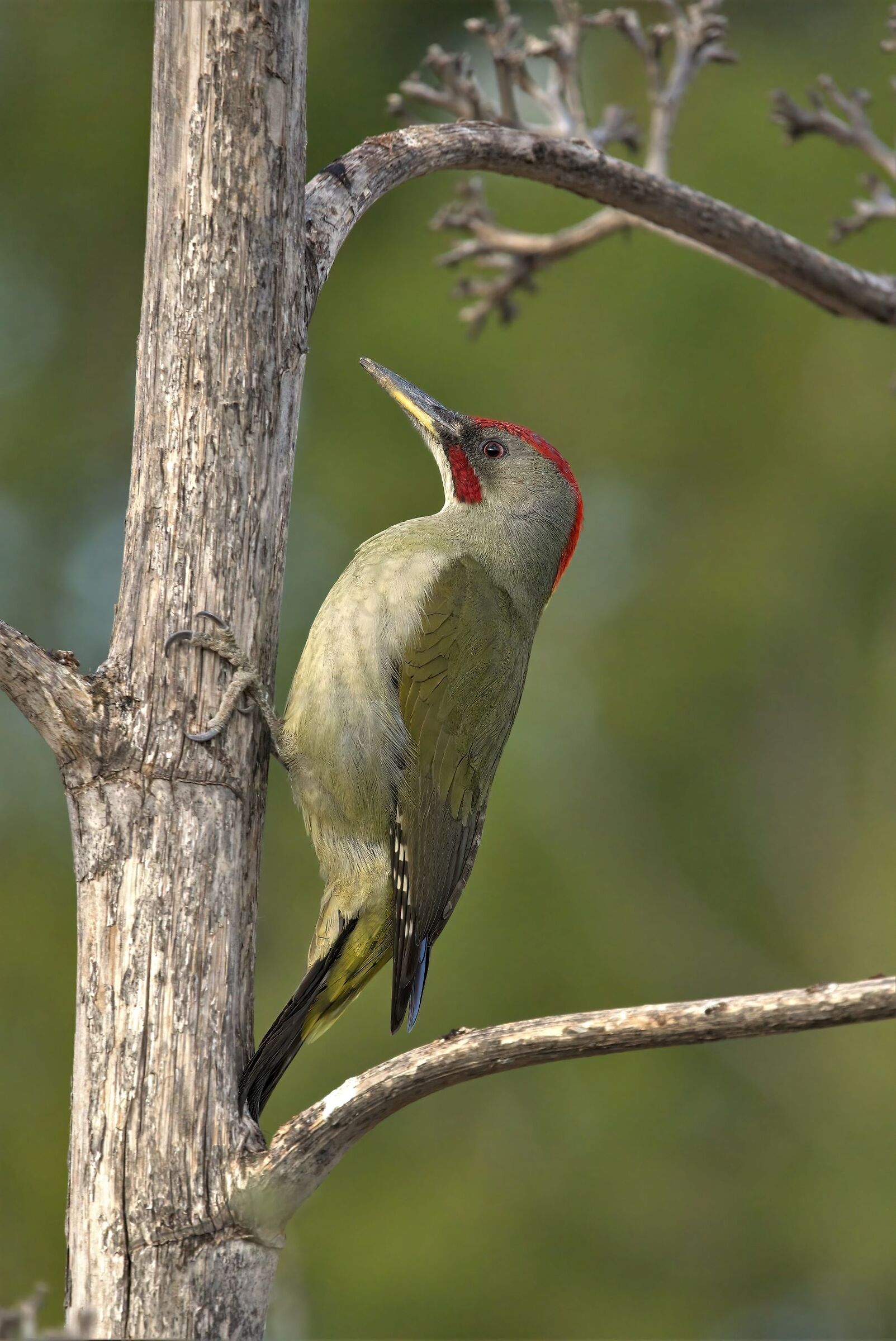 Iberian green woodpecker m.