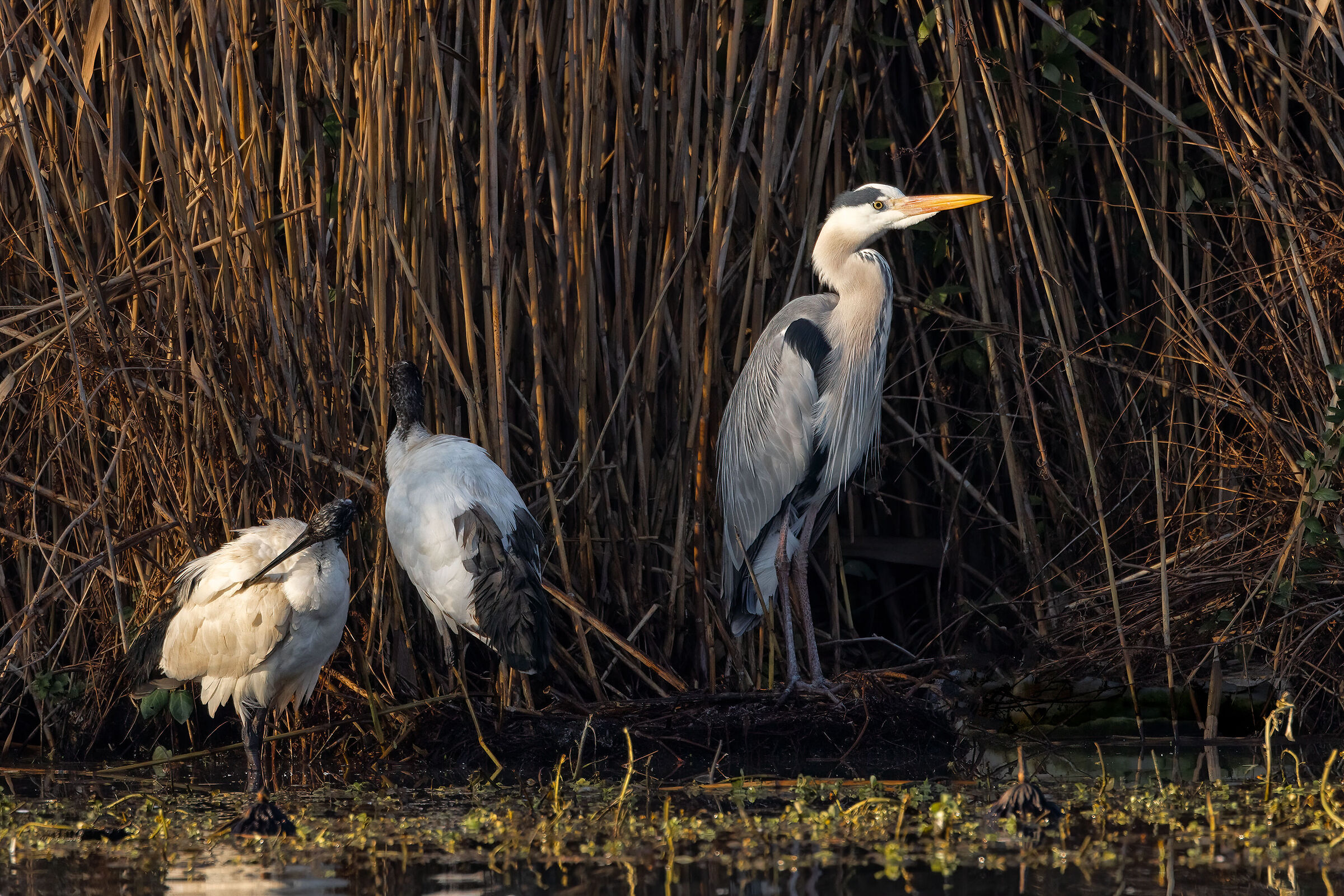 Incontri nel Parco del Mincio (mn)