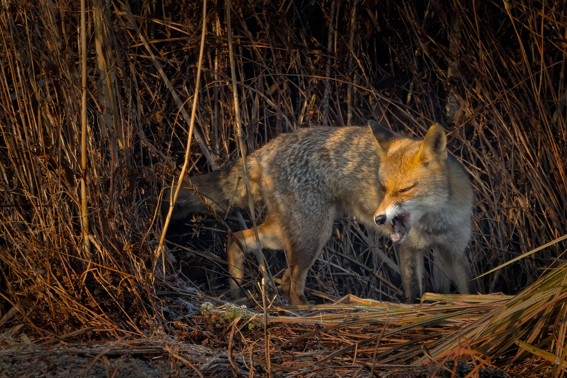 Incontri nel Parco del Mincio (mn)