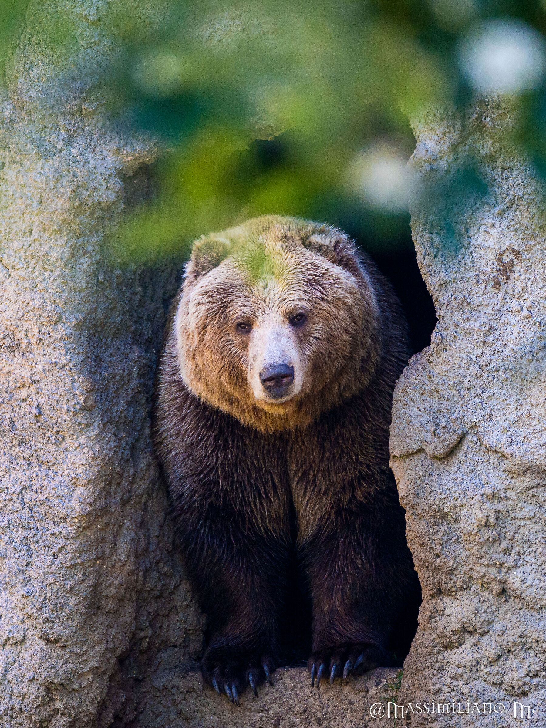 Bear at the Bioparco di Roma