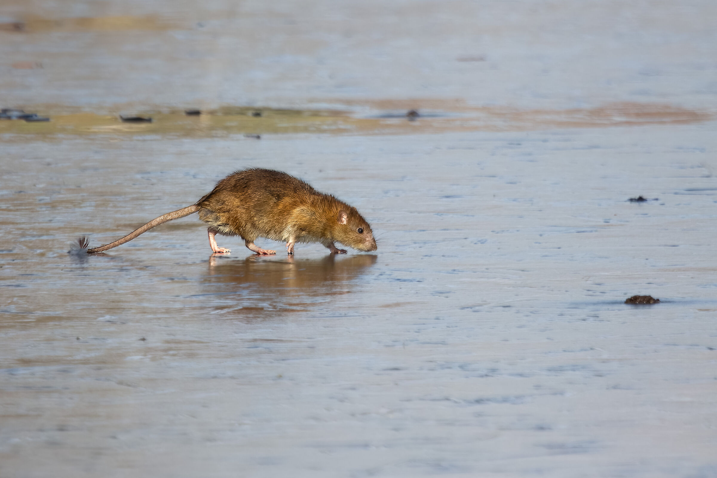 Mouse