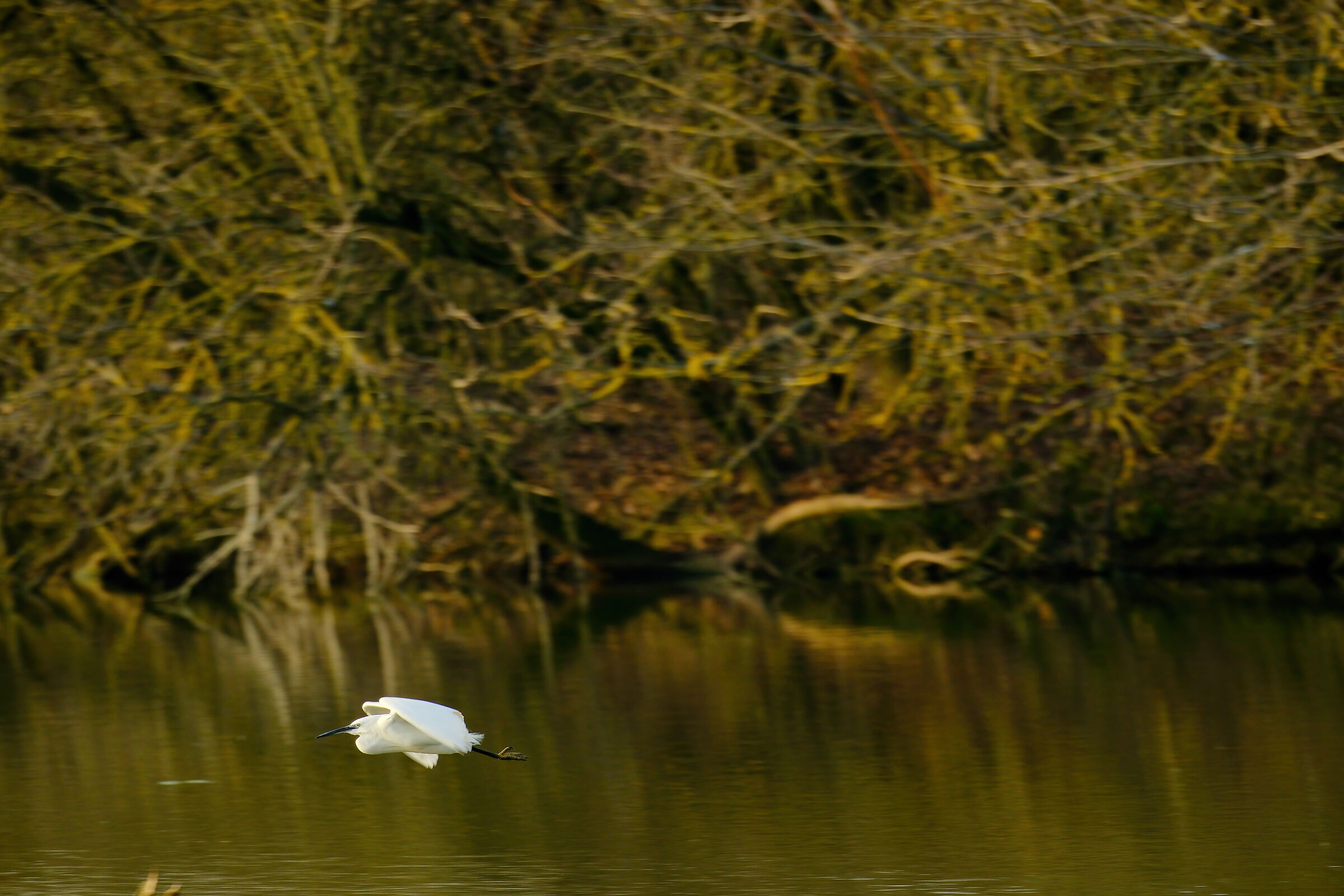 Egret on the run...