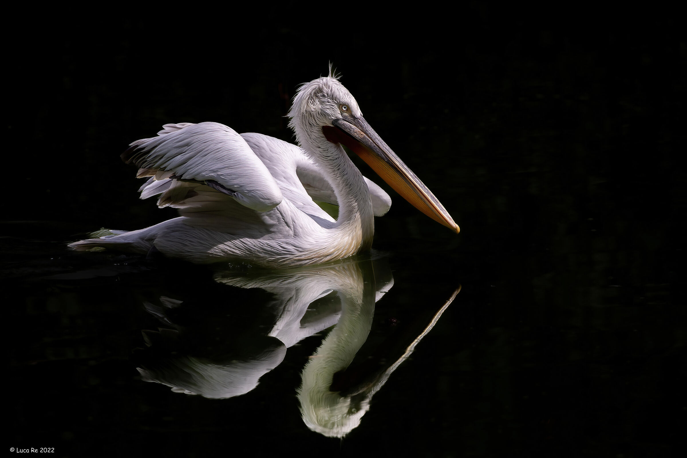 Reflection pelican