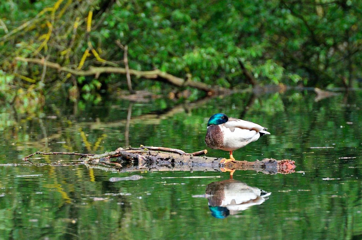 Germano reale in dormiveglia