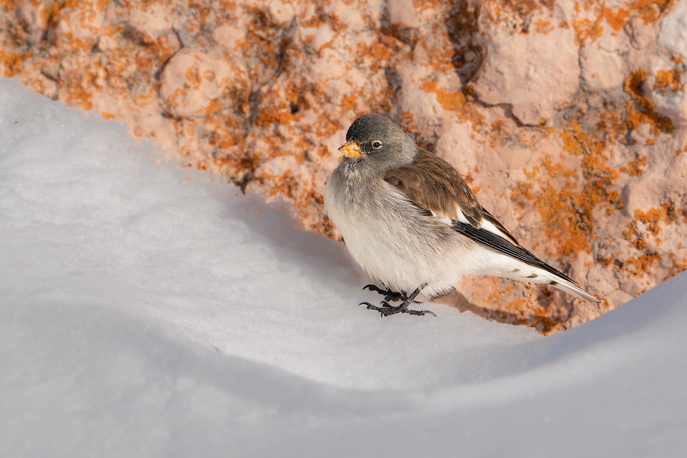 Alpine chaffinch