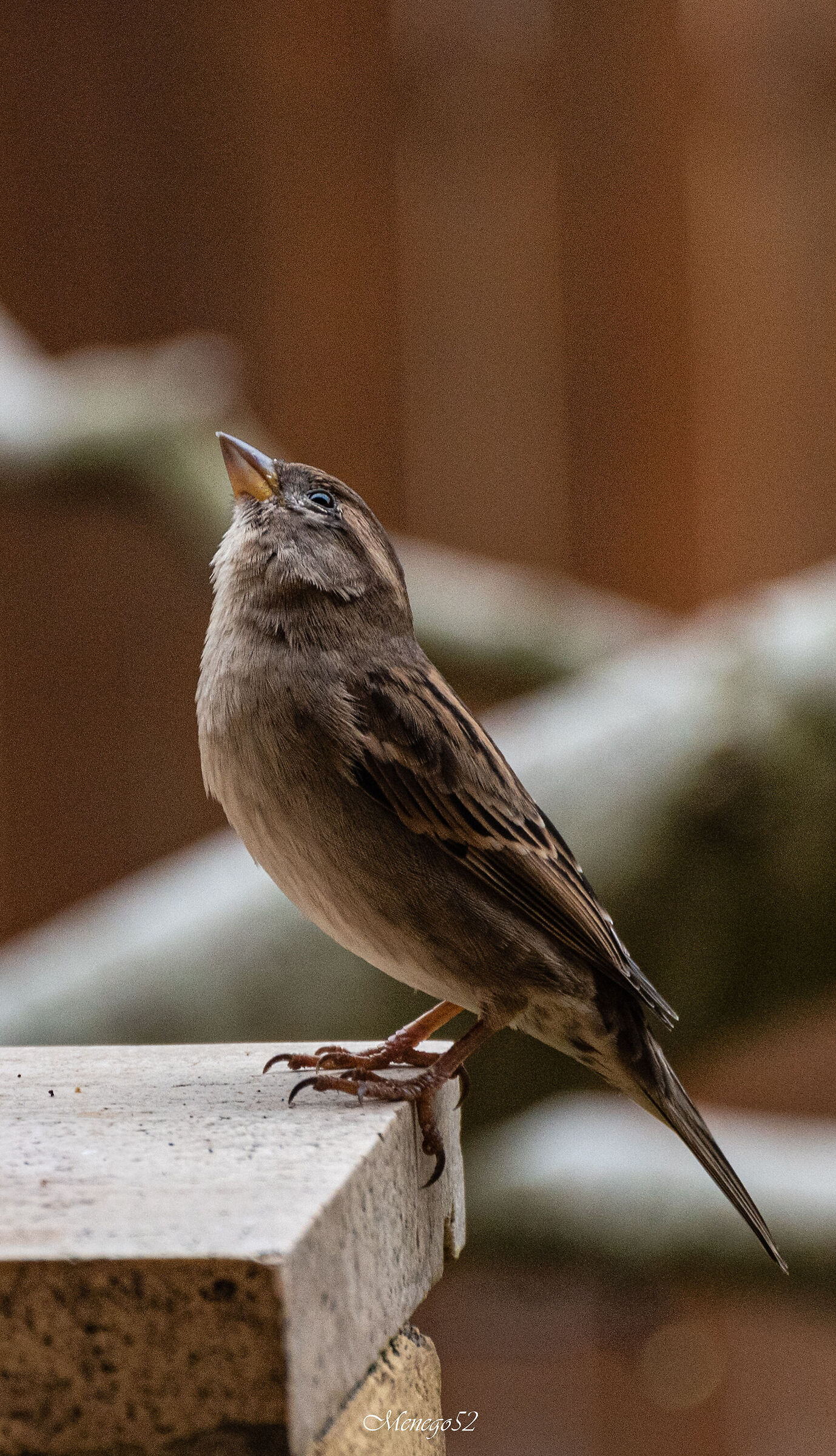 ..lo sguardo verso il cielo