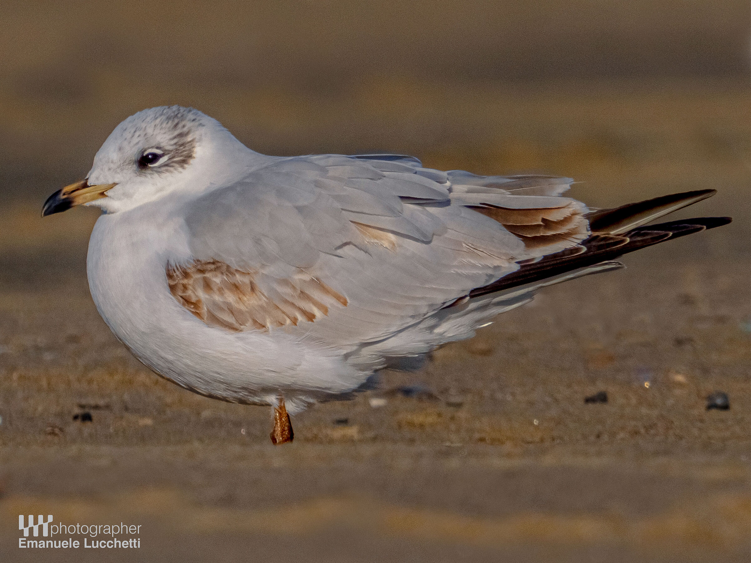 Common gull (young)