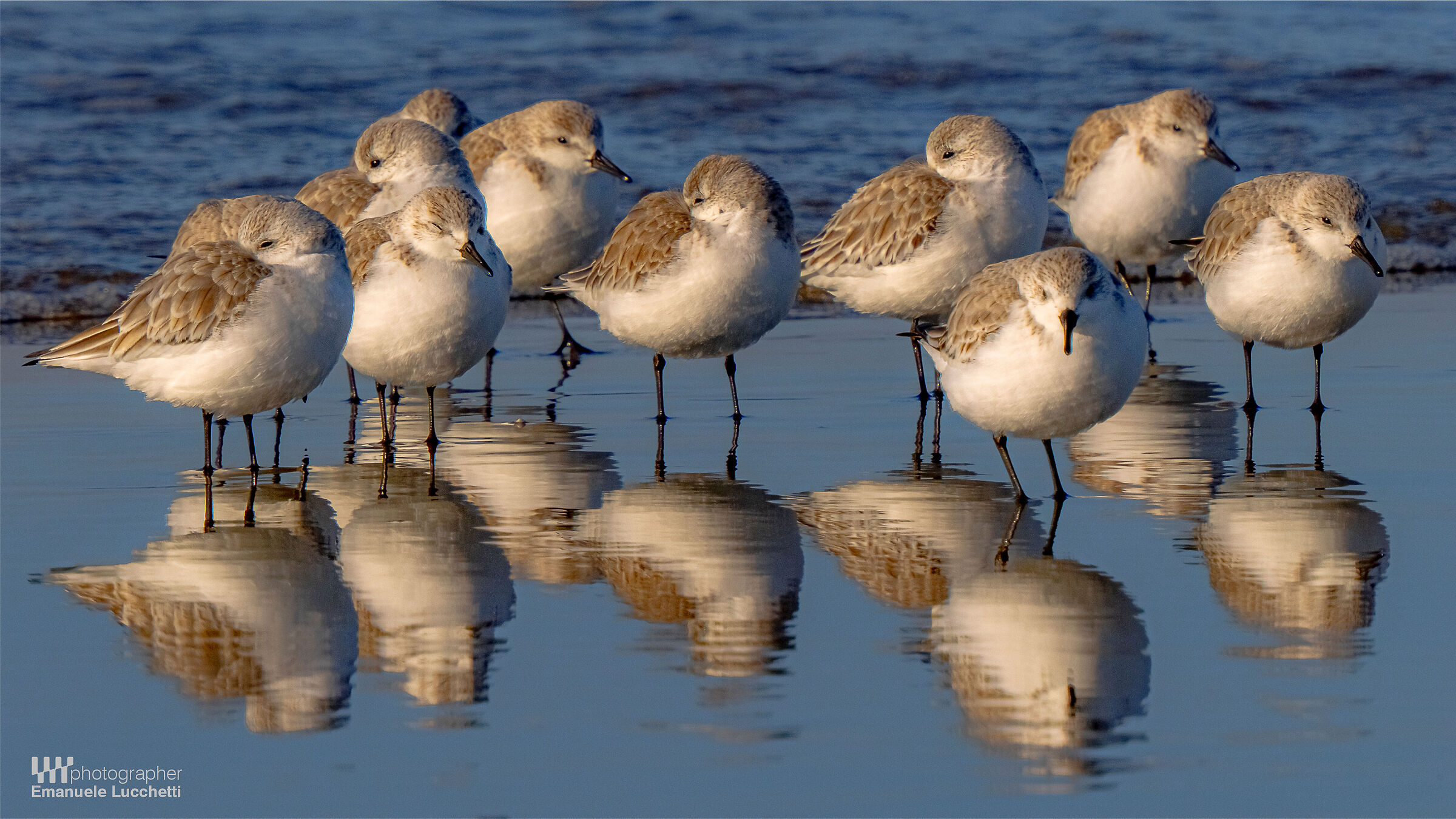 Piovanello tridattilo