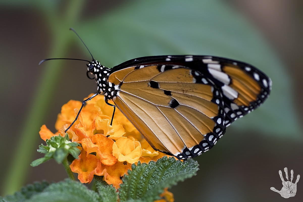 Farfalla Monarca