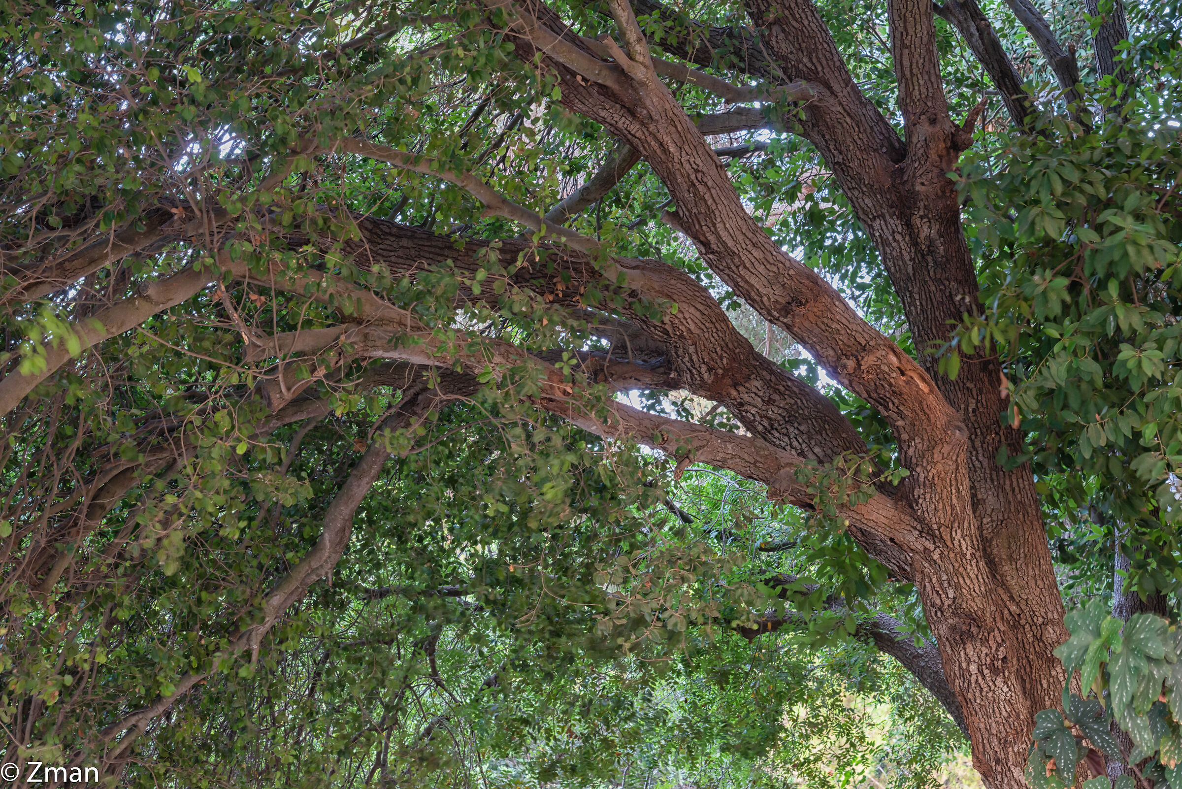 Querce