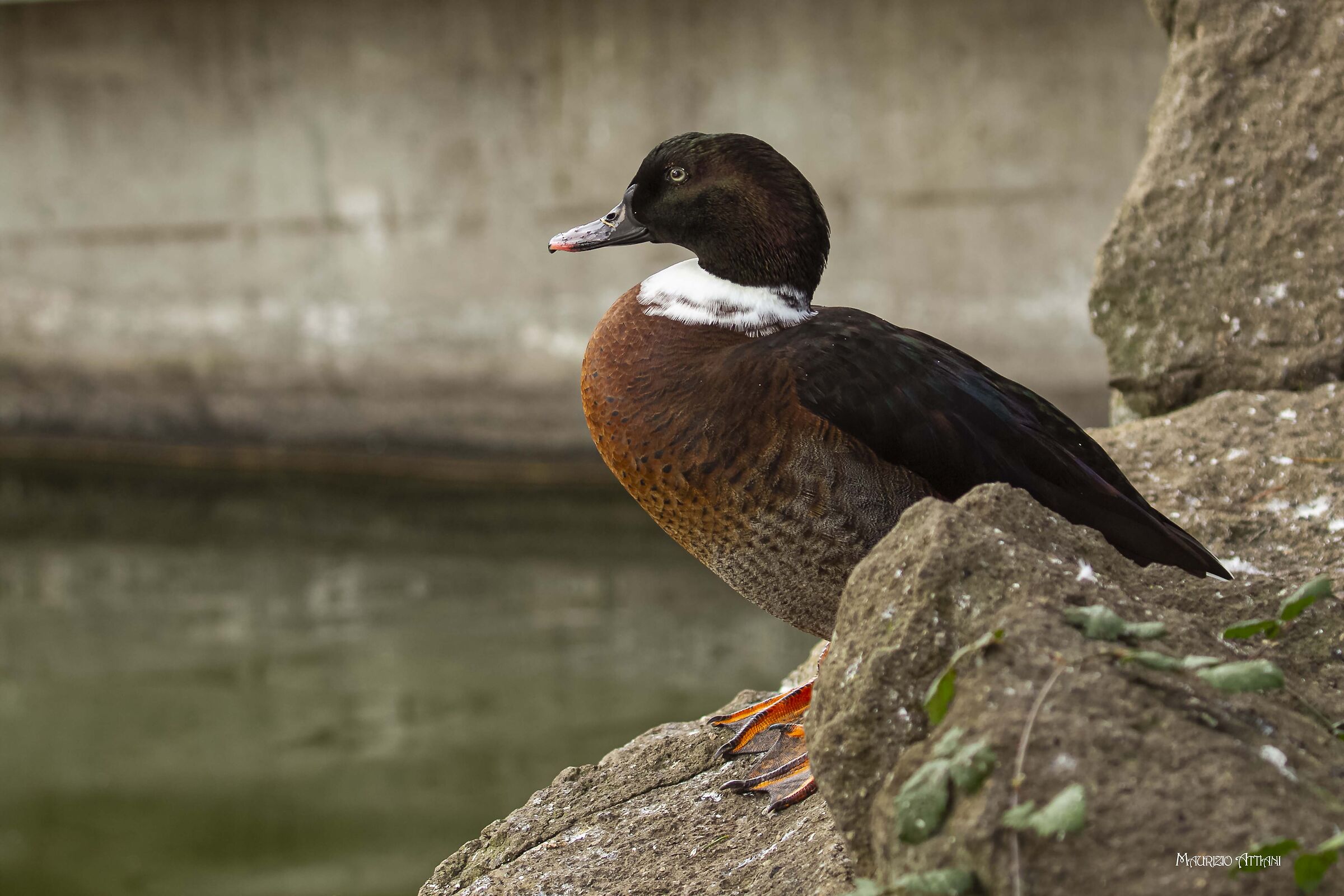 Mulard ( anatra muta X germano reale  )