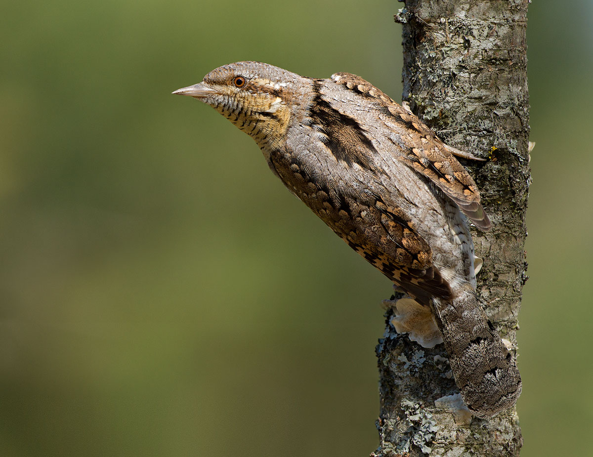 Eurasian Wryneck