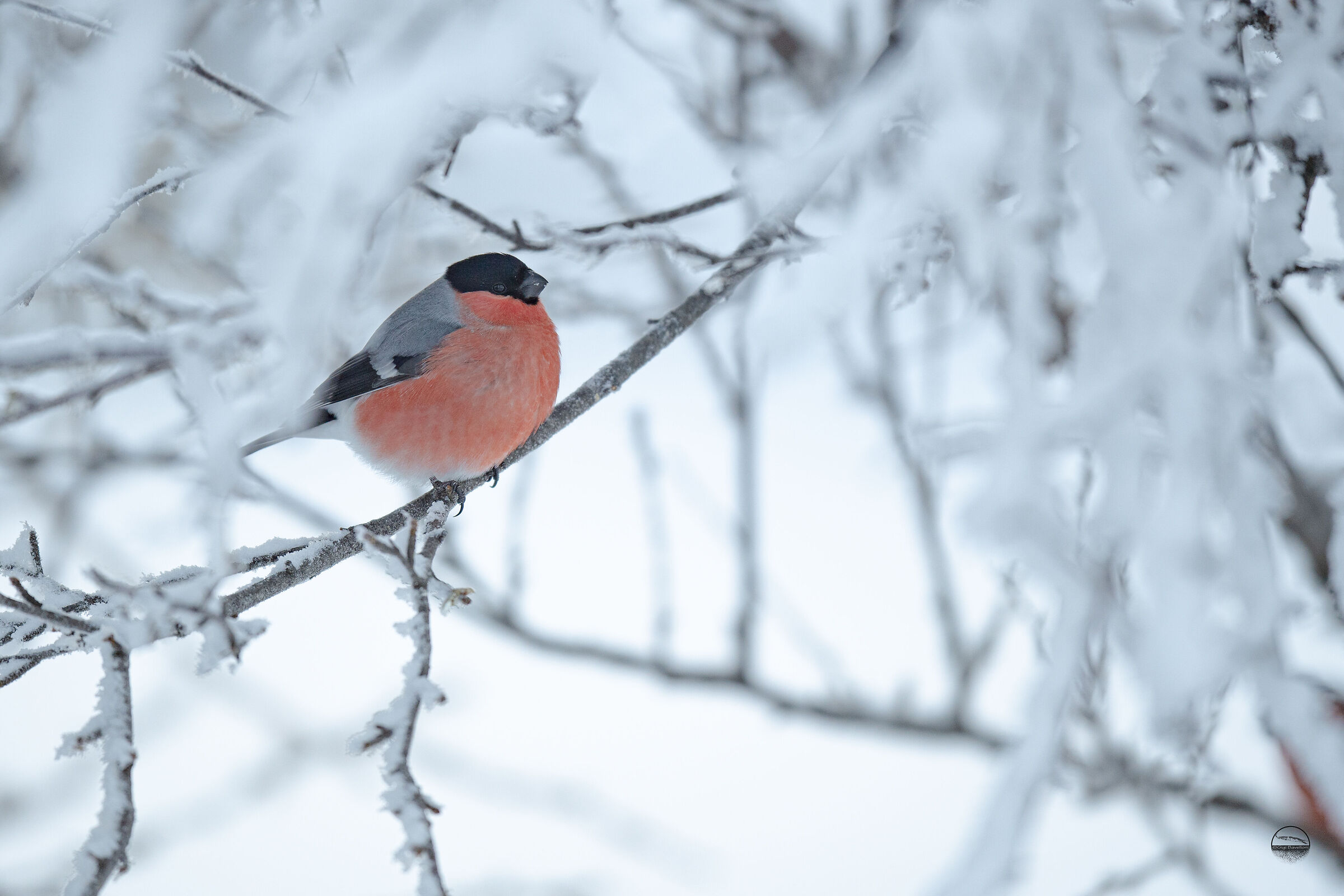 Eurasian bullfinch