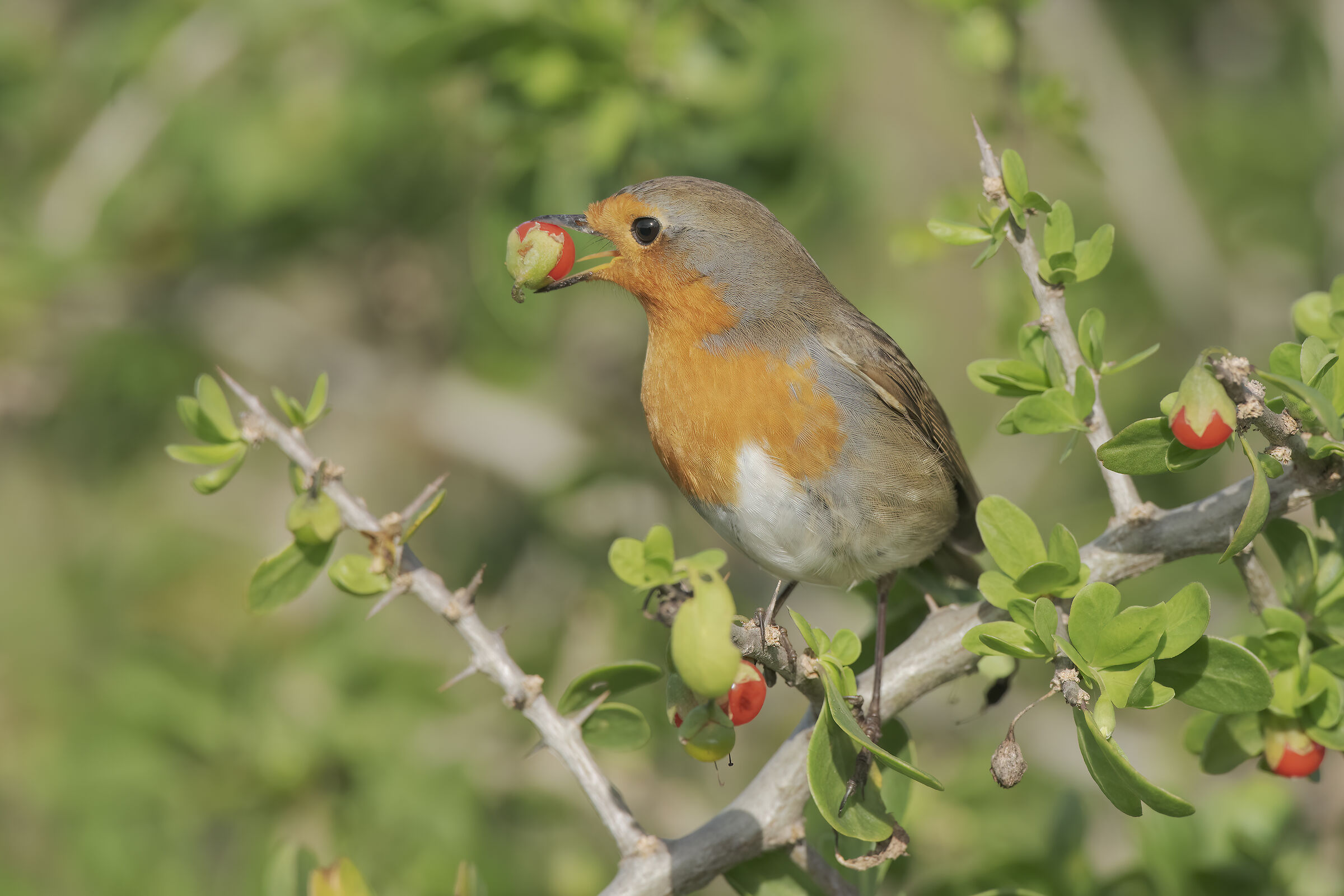 pettirosso in alimentazione