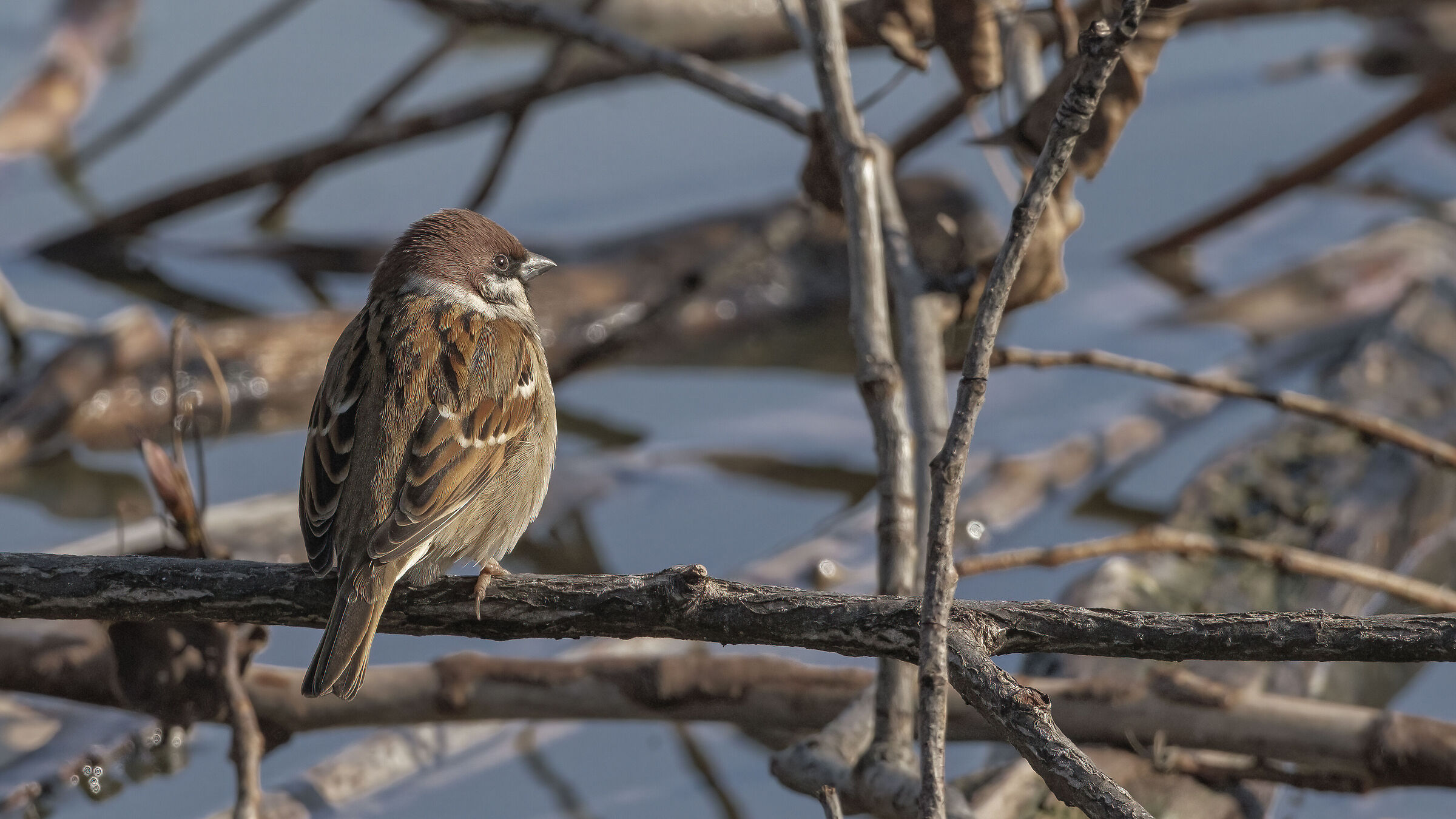 Passer montanus