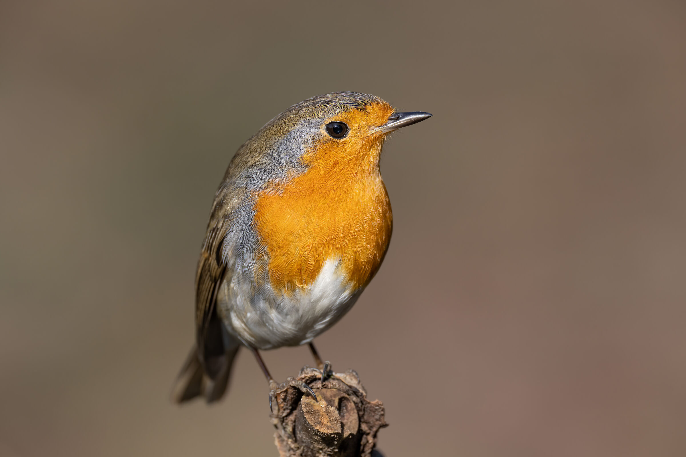 Robin up close to 1200 mm and 45 MEGA :)