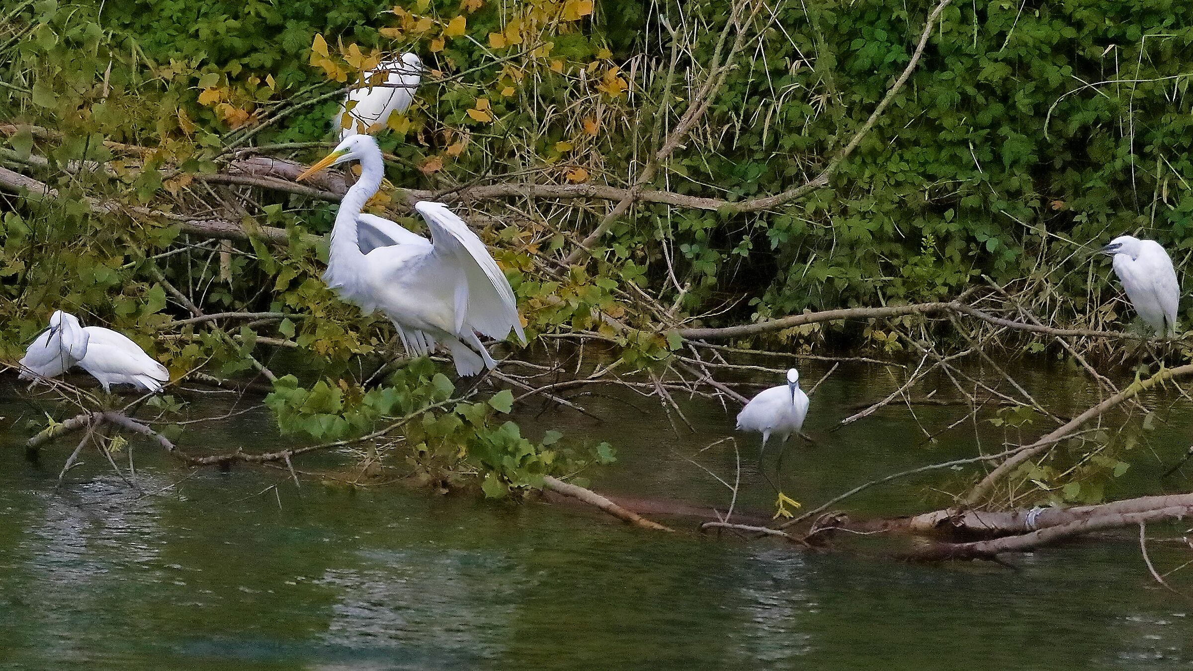 airone BM 12 novembre 2022