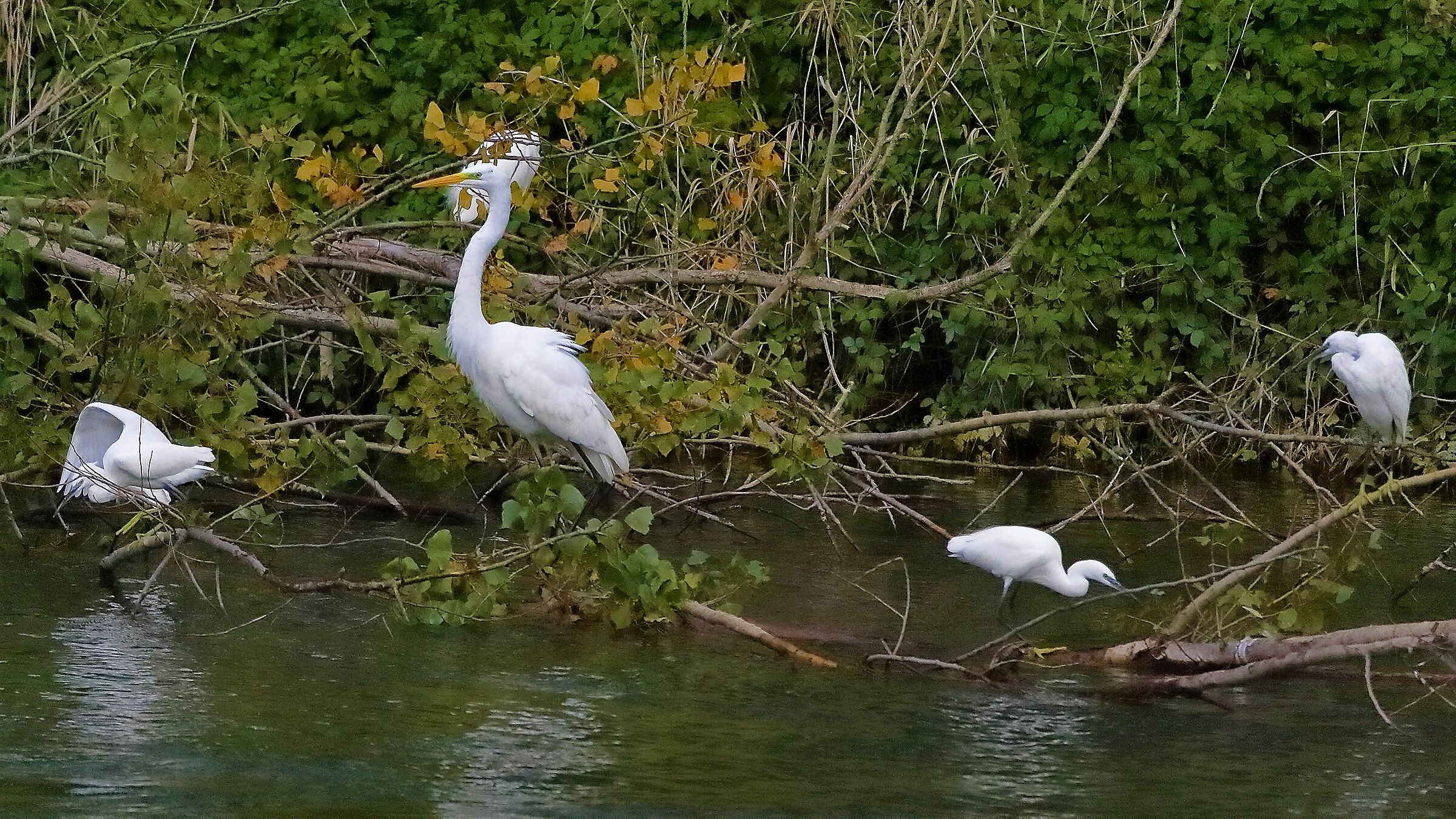 airone BM 12 novembre 2022