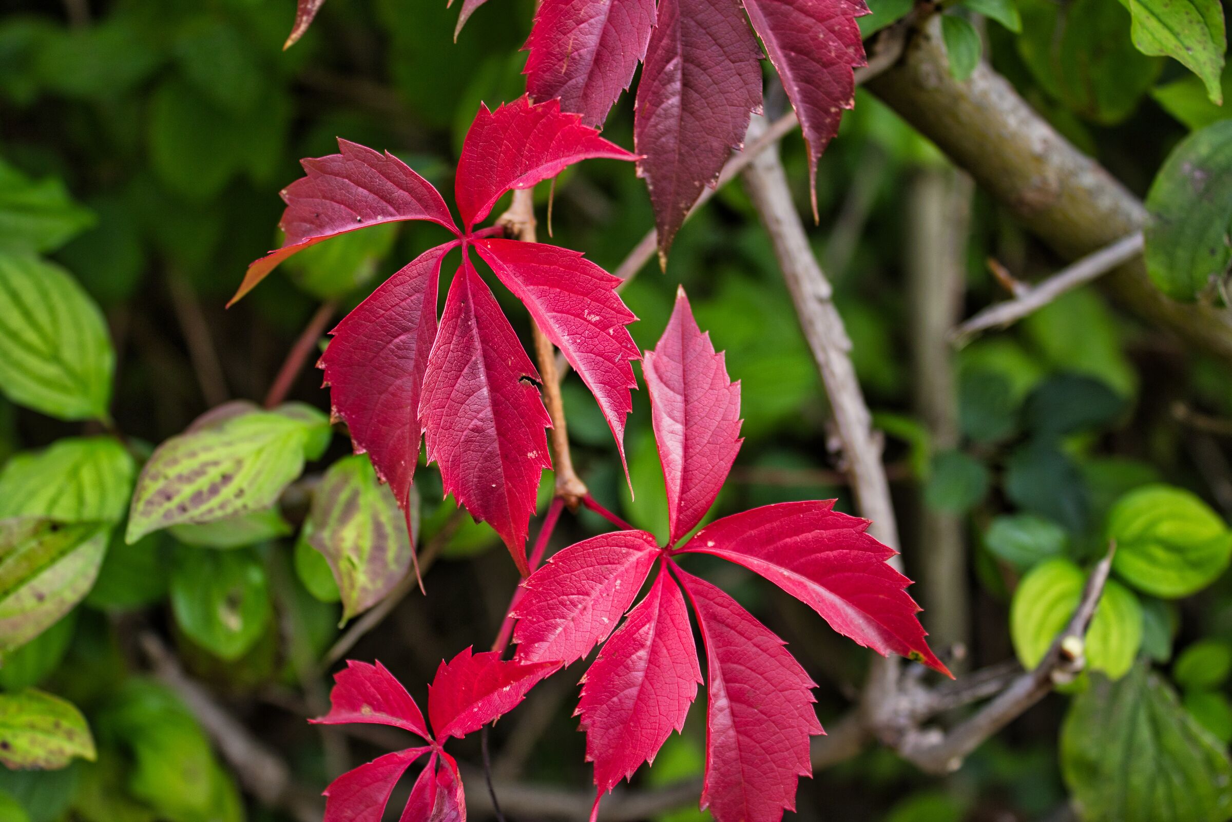 Autumn colors