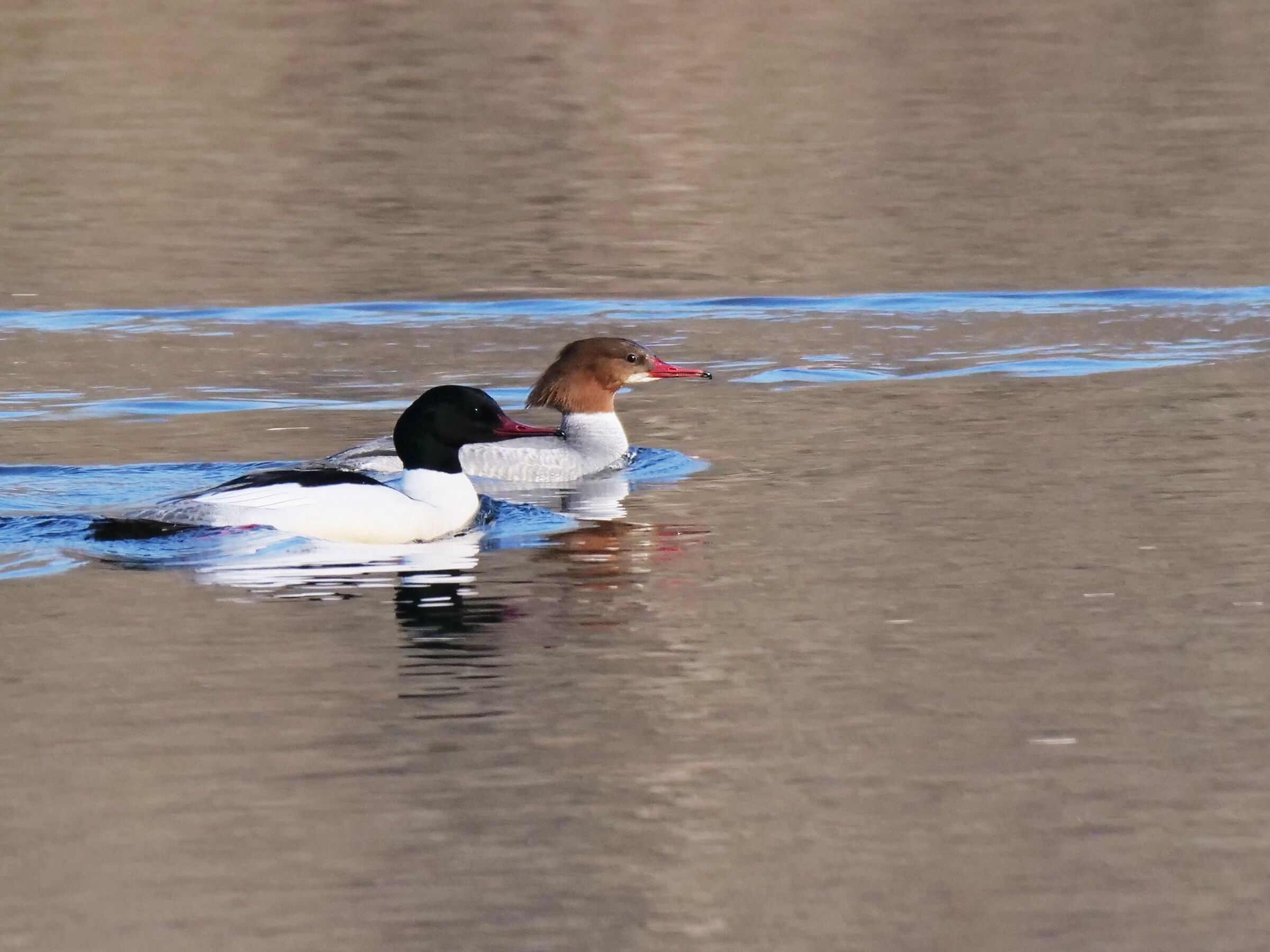 Coppia Smergo maggiore (Mergus merganser)