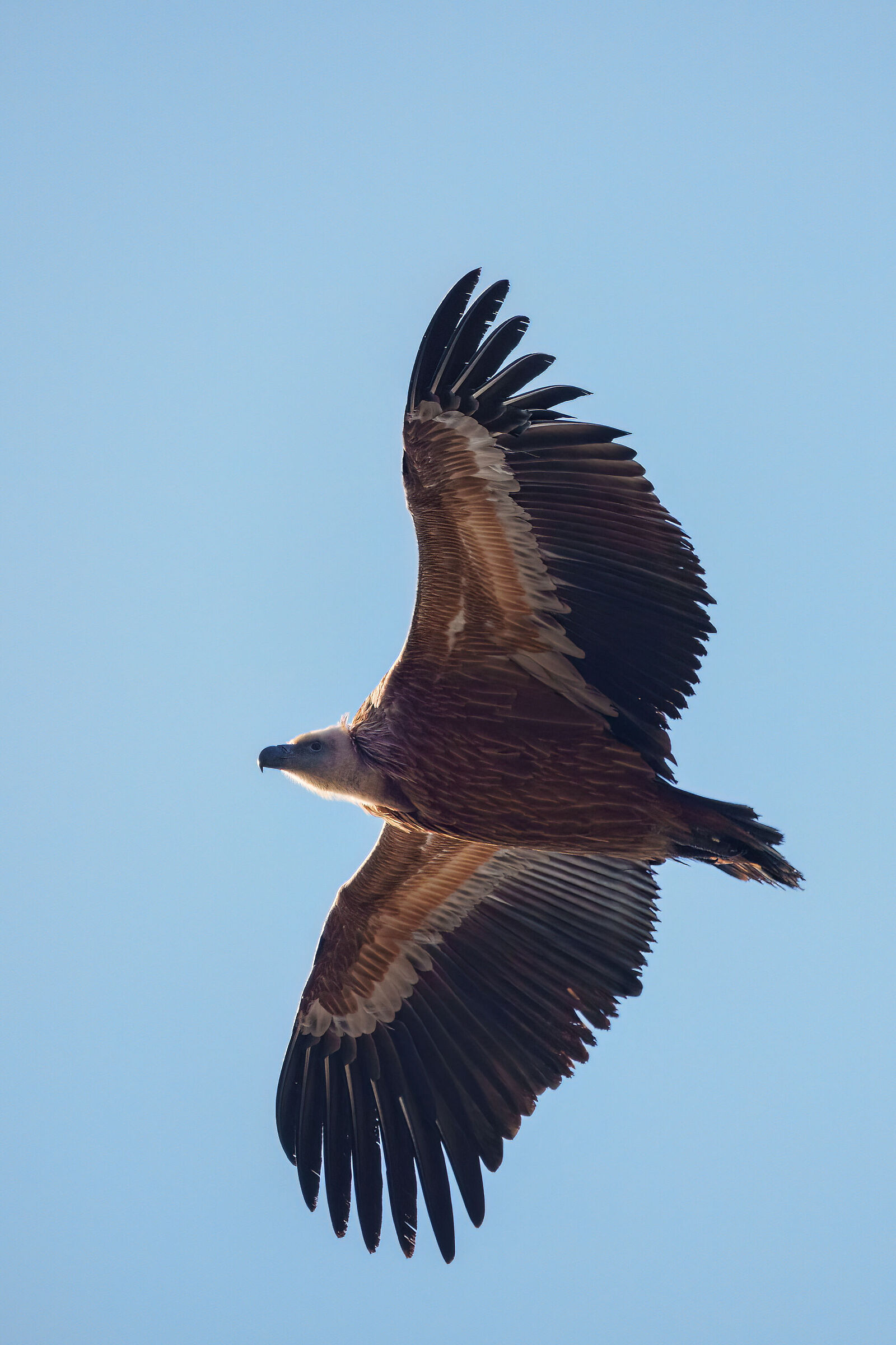 Griffon in flight