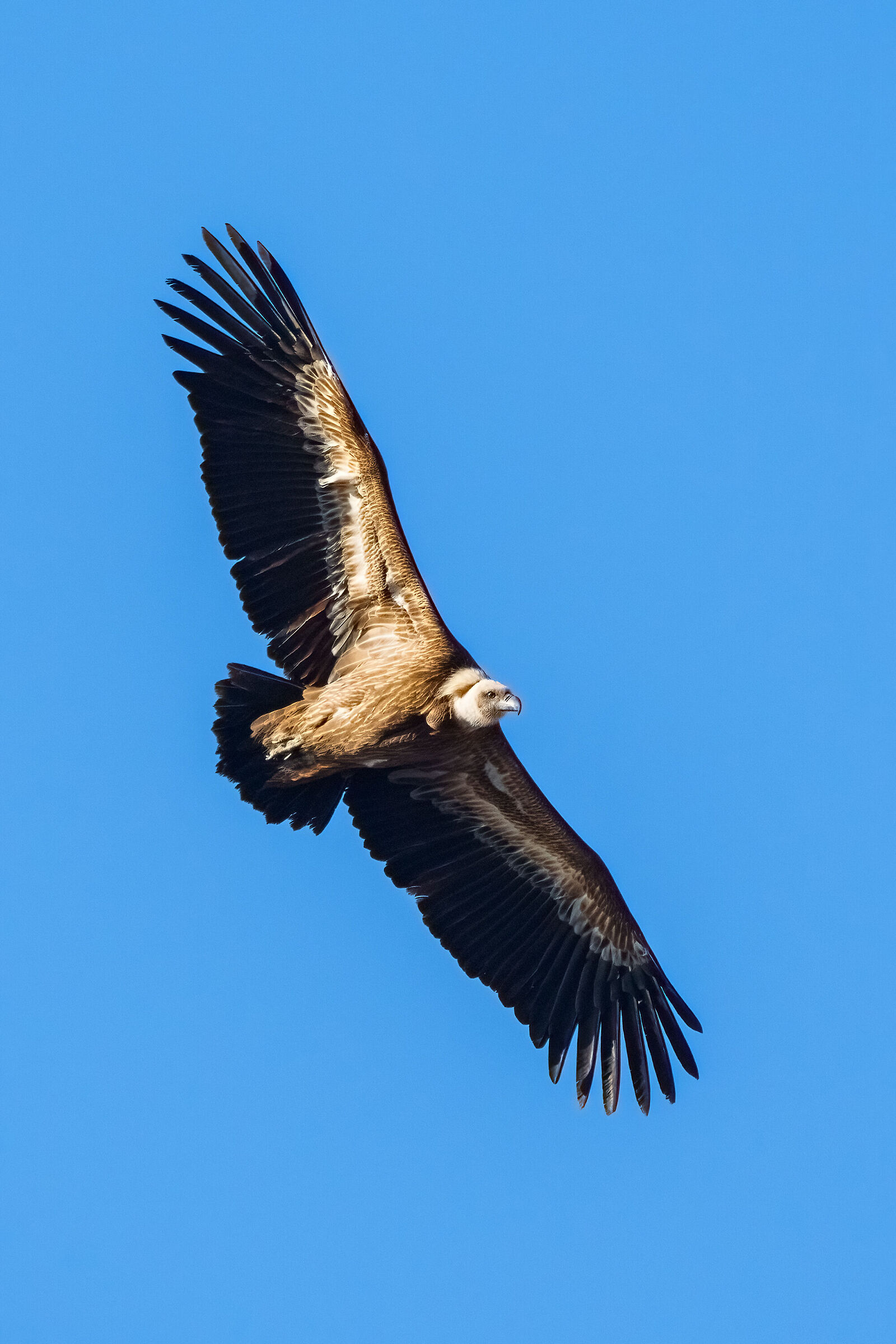 Griffon in flight 2023