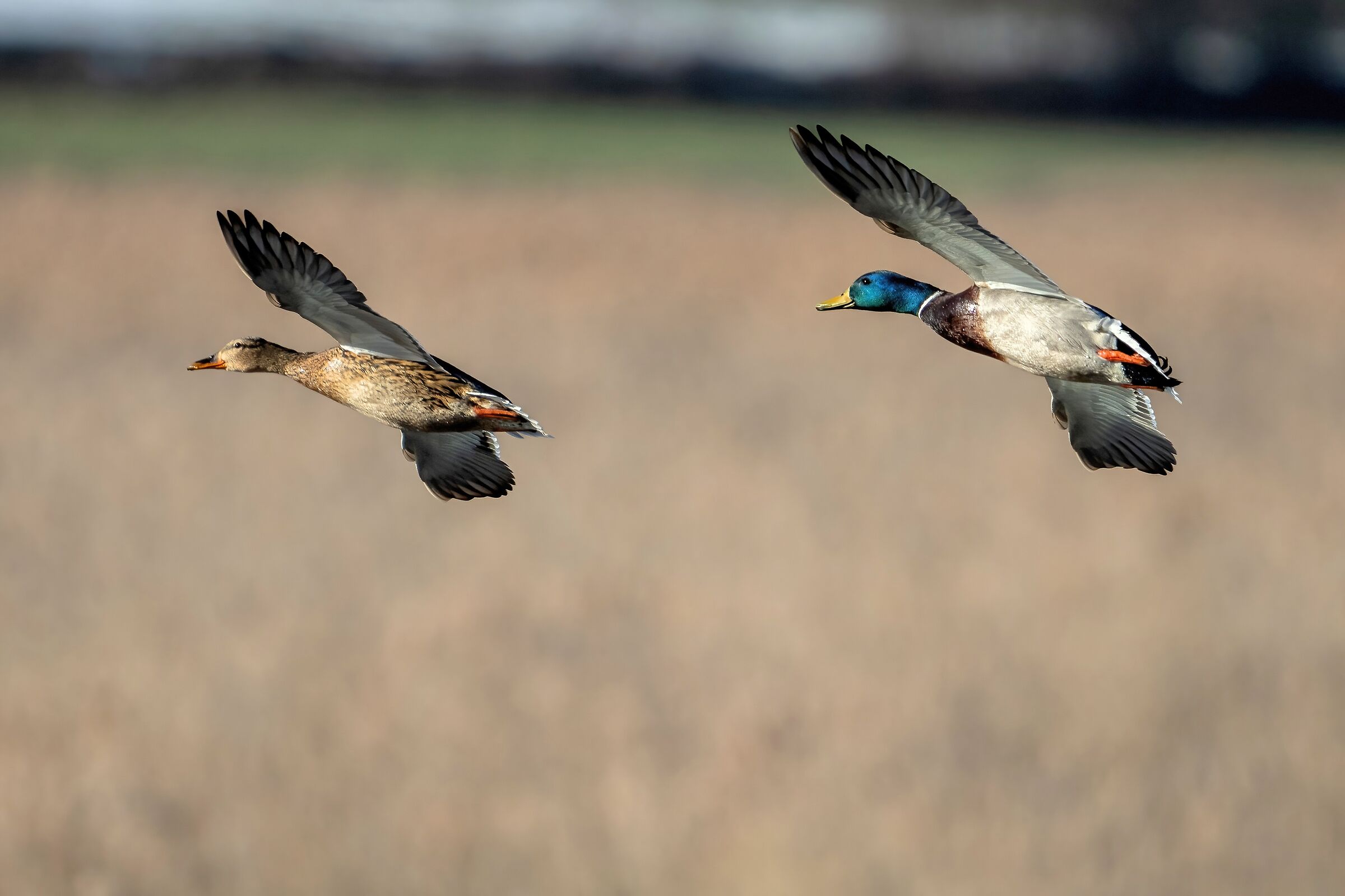 Mallards