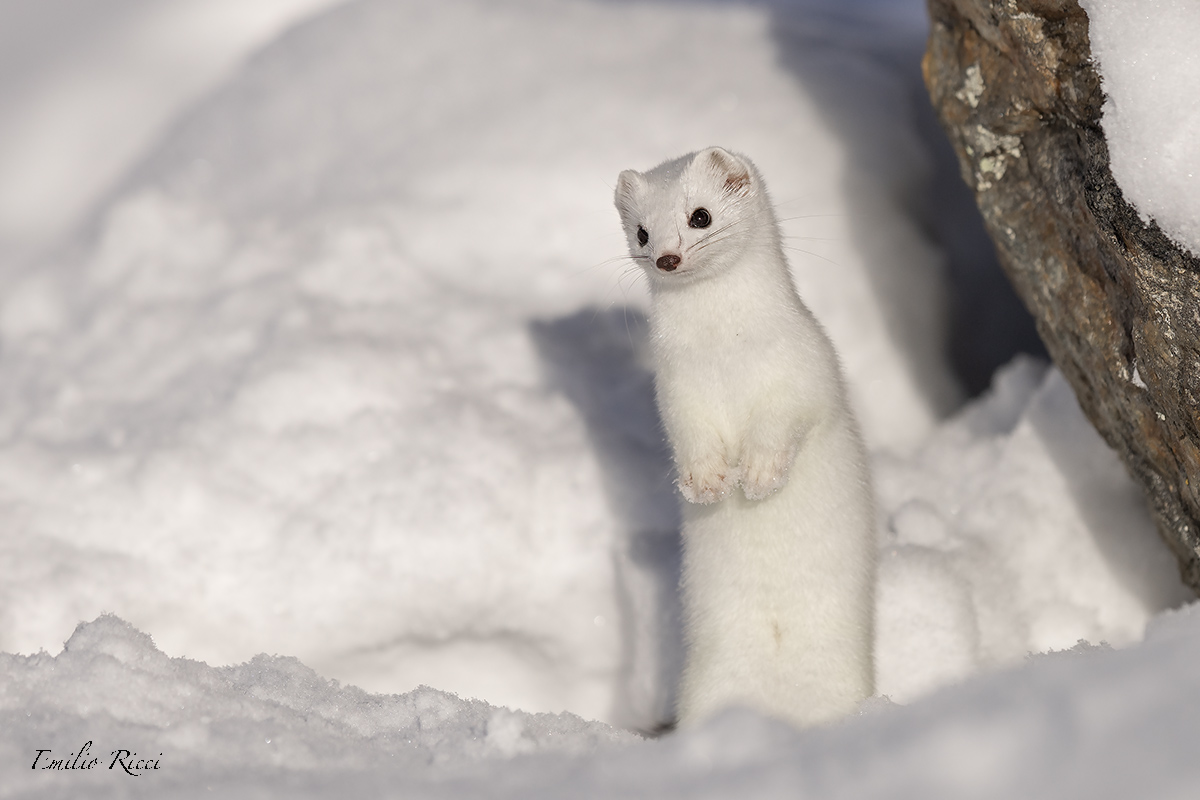 ermine