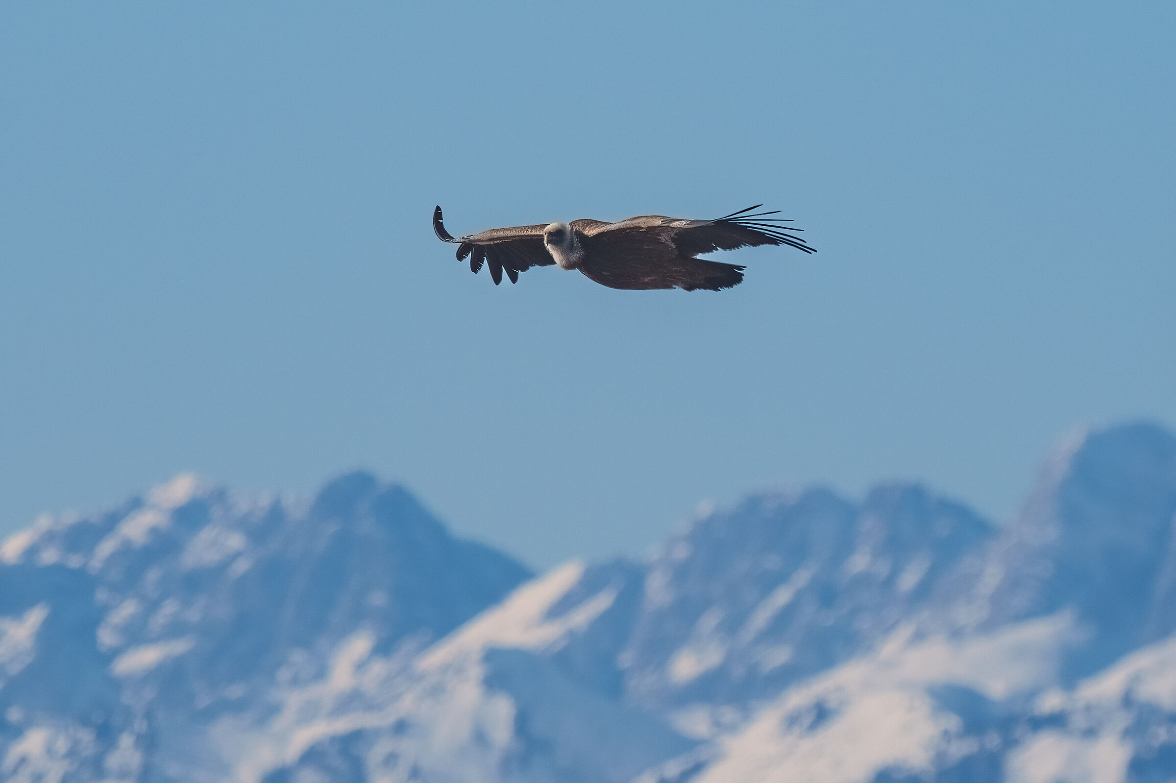 Griffon vulture flying over the Carnic Alps