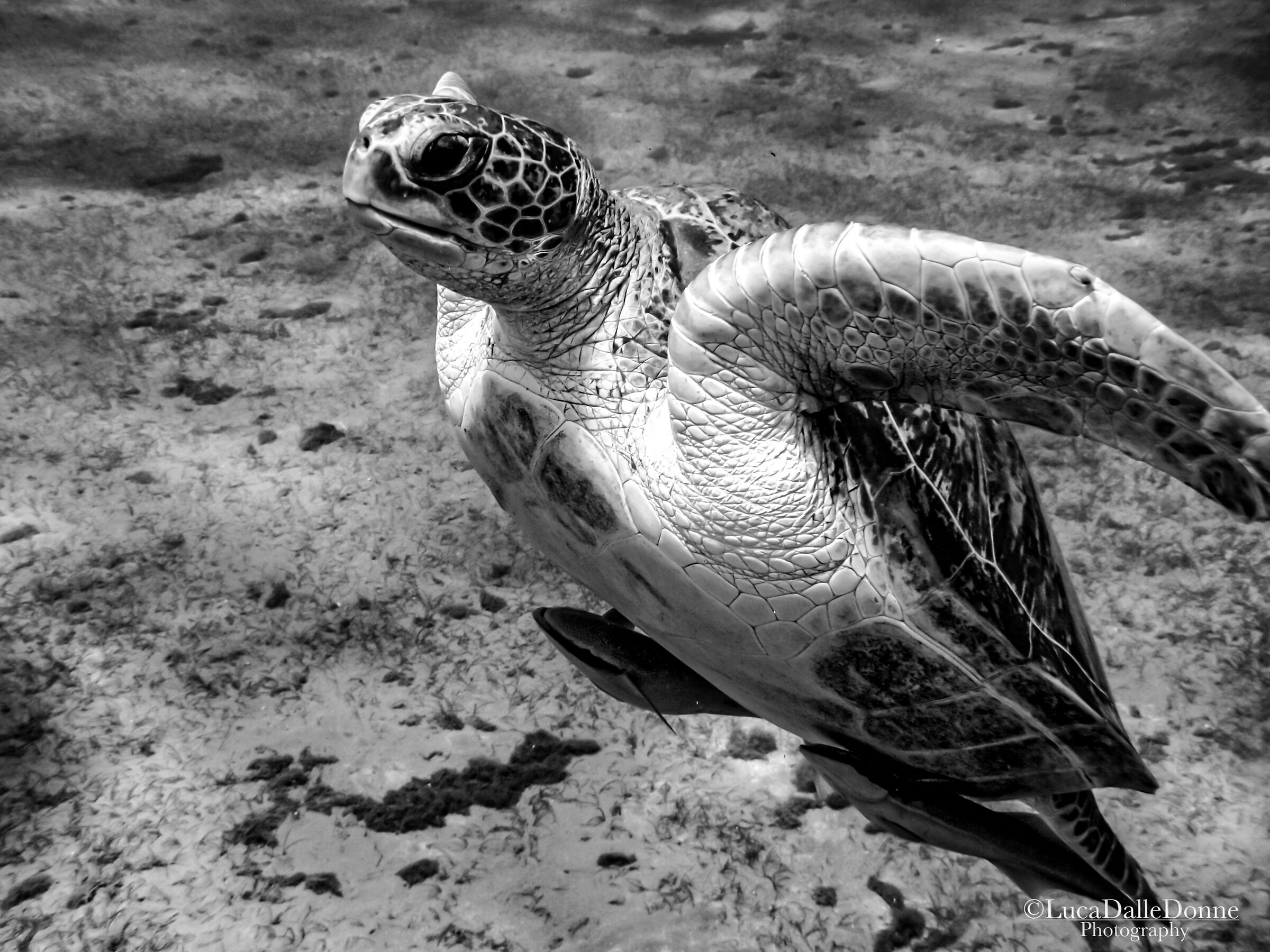 Turtle in Abu Dabbab