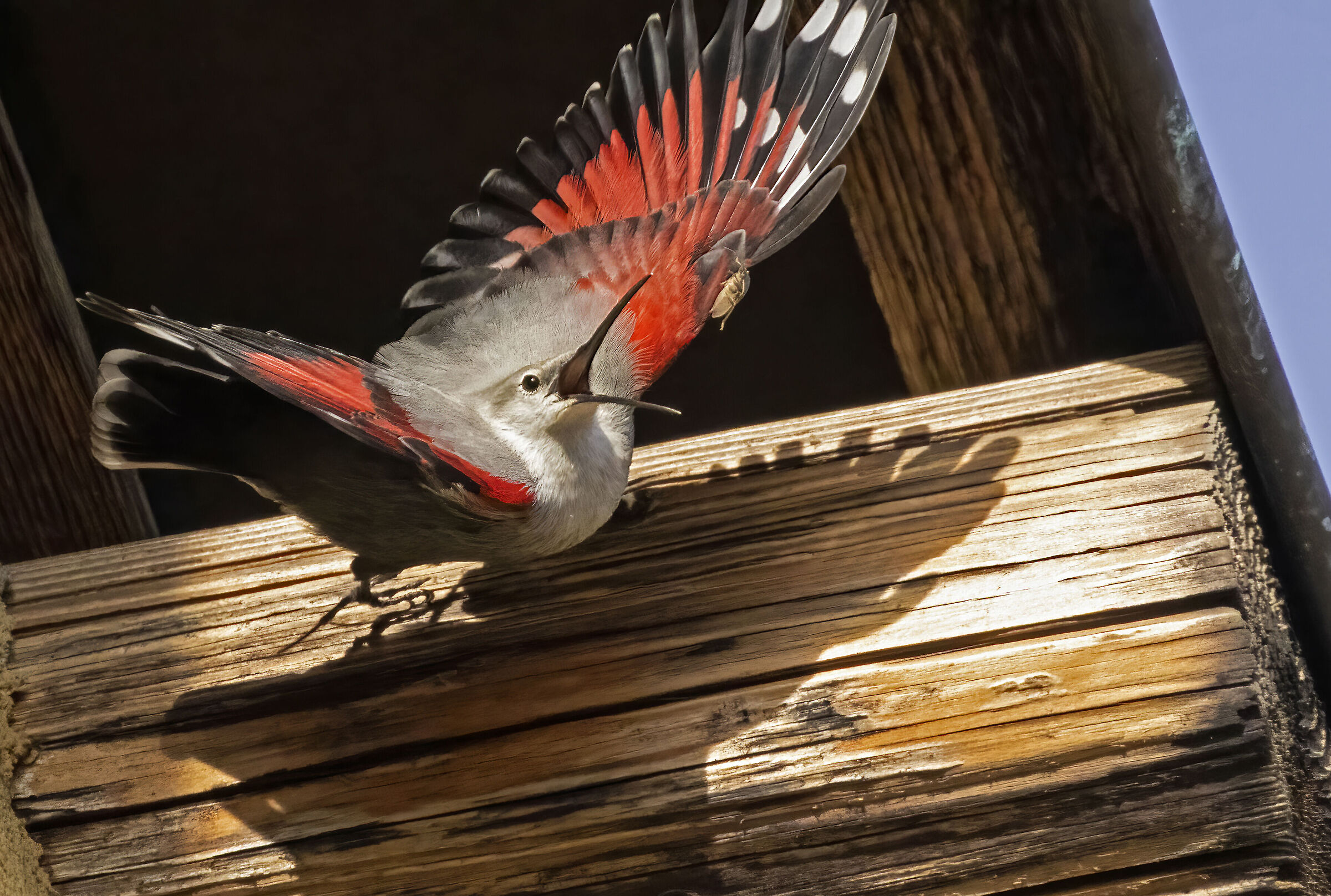quando manca un pizzico di fortuna, Picchio Muraiolo.