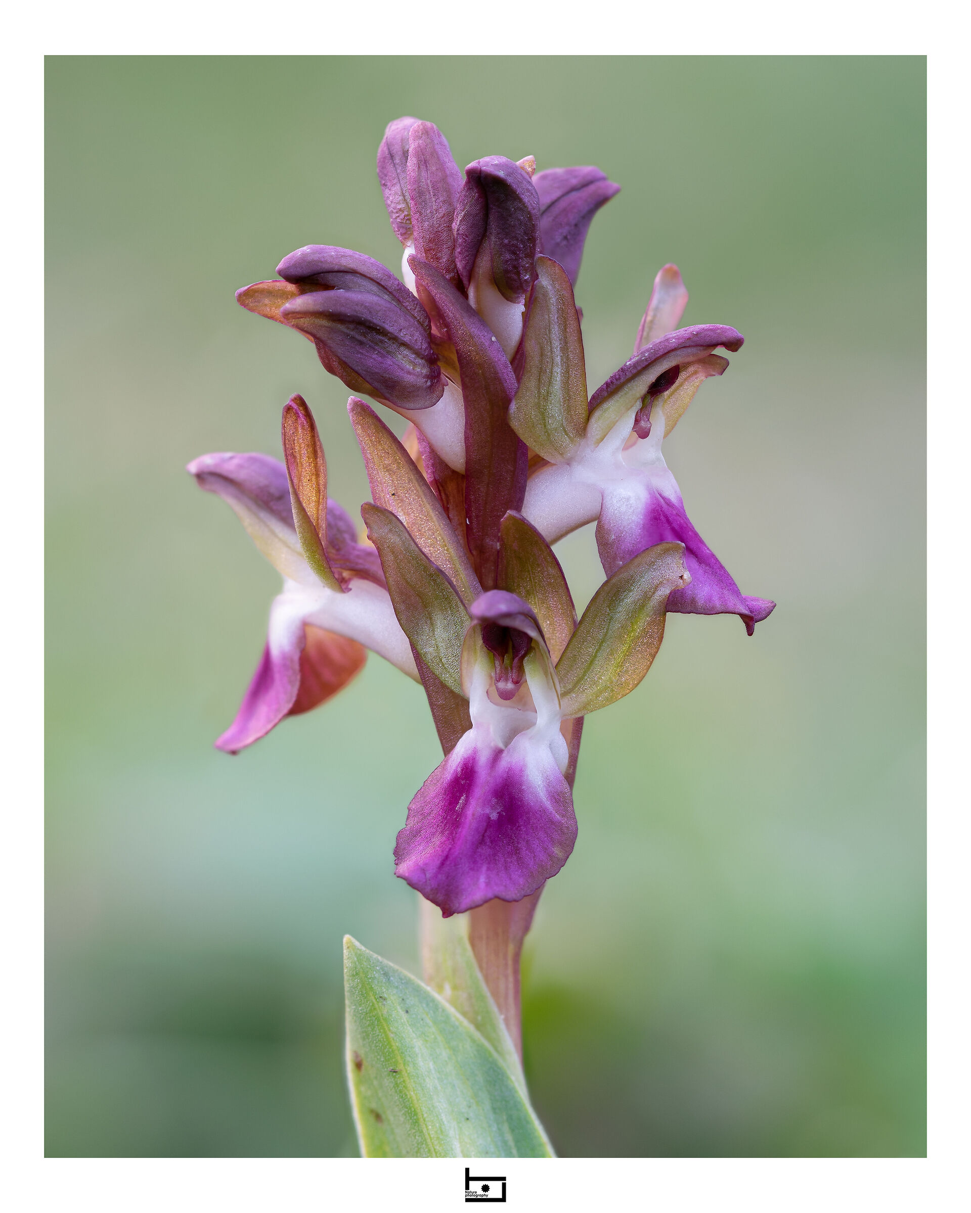 Archetype1/model=?:Anacamptis-hill: