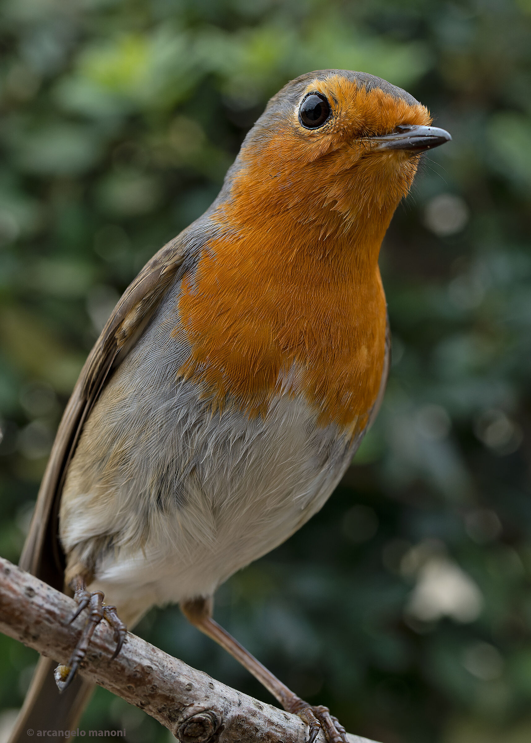 The macro 50 test on the robin