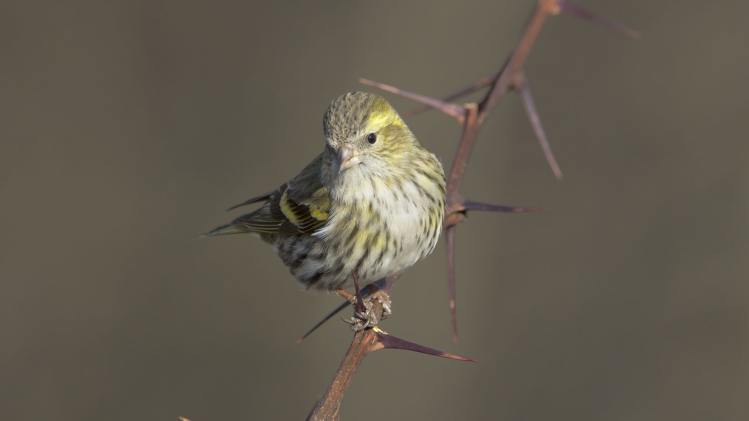 Lucherino prime luci