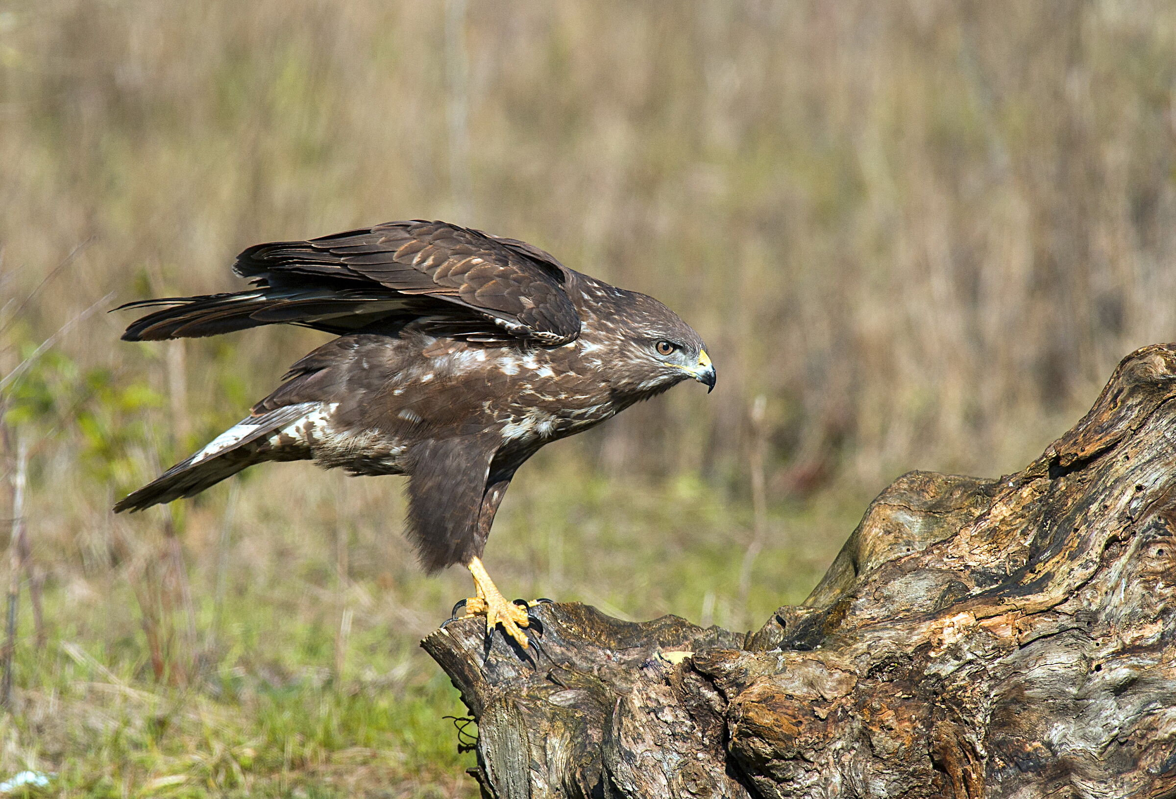 poiana