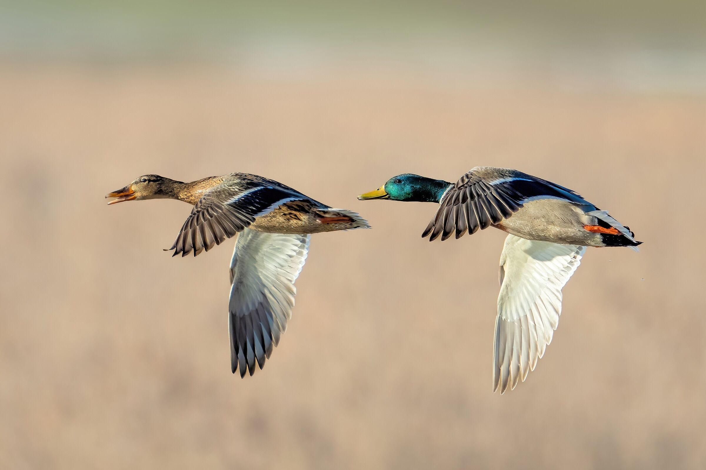Mallards